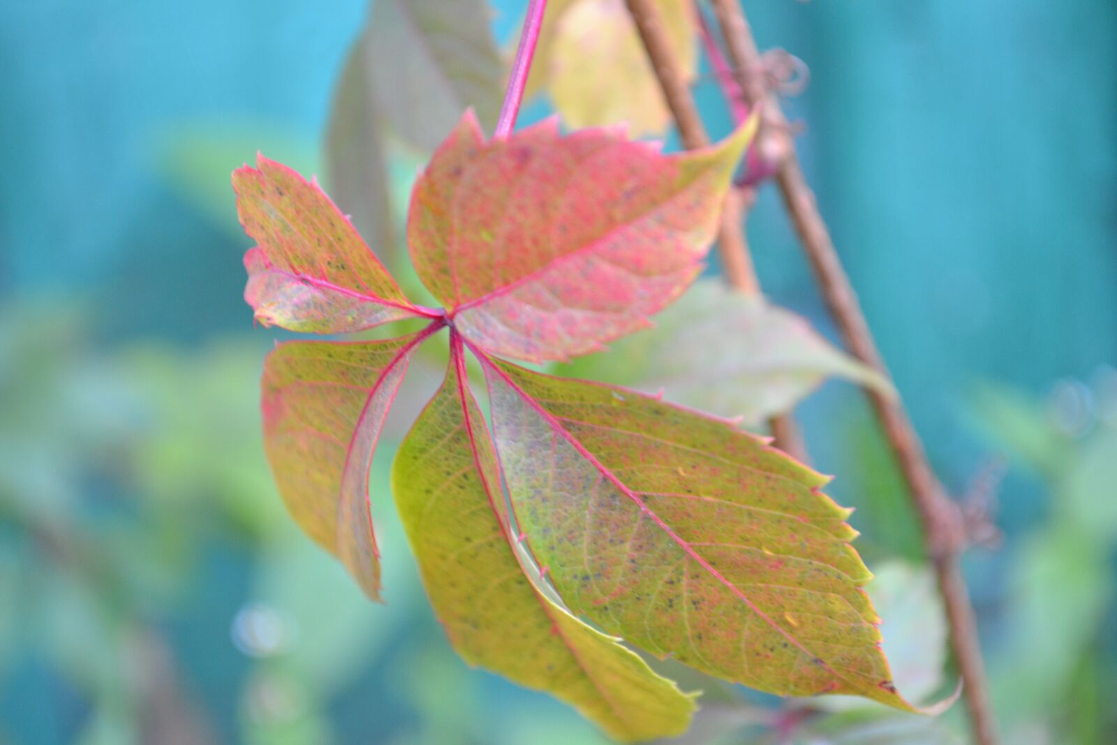 Nikon D3100 sample photo. Leaf, grape, wine photography