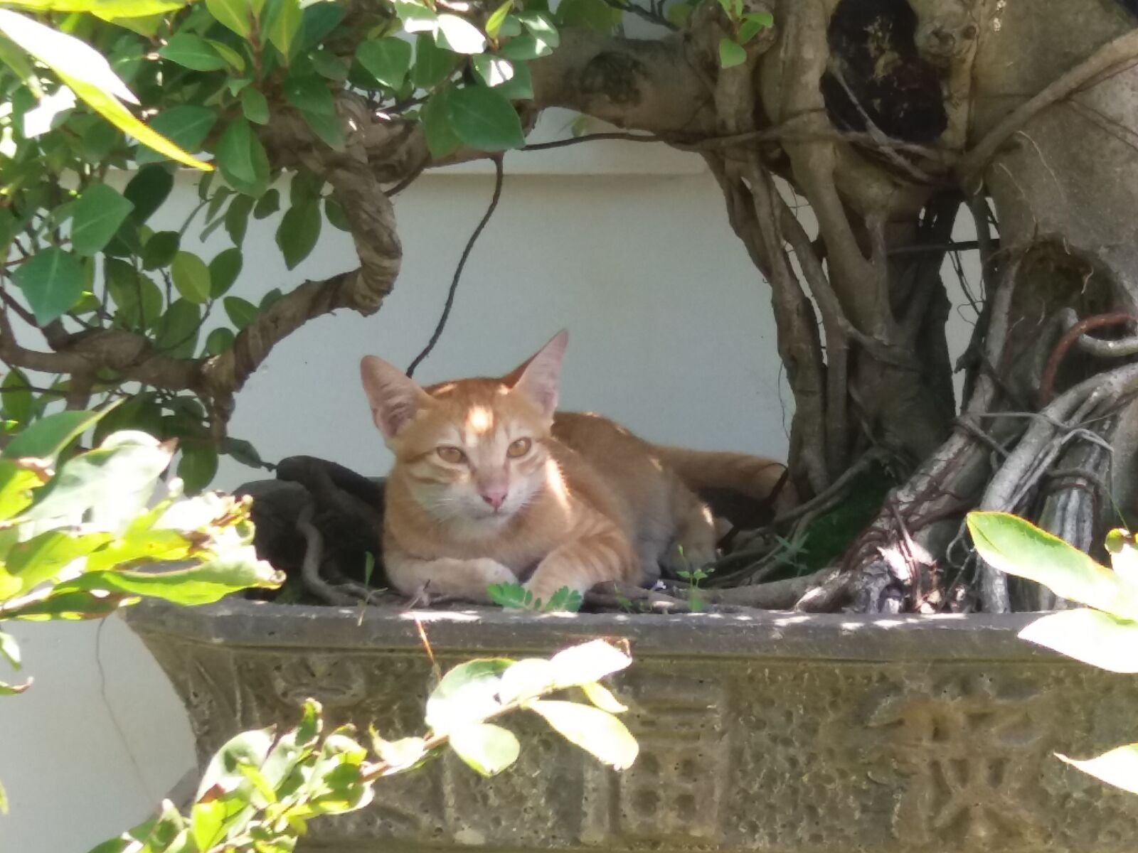 Samsung Galaxy J5 sample photo. Cat photography