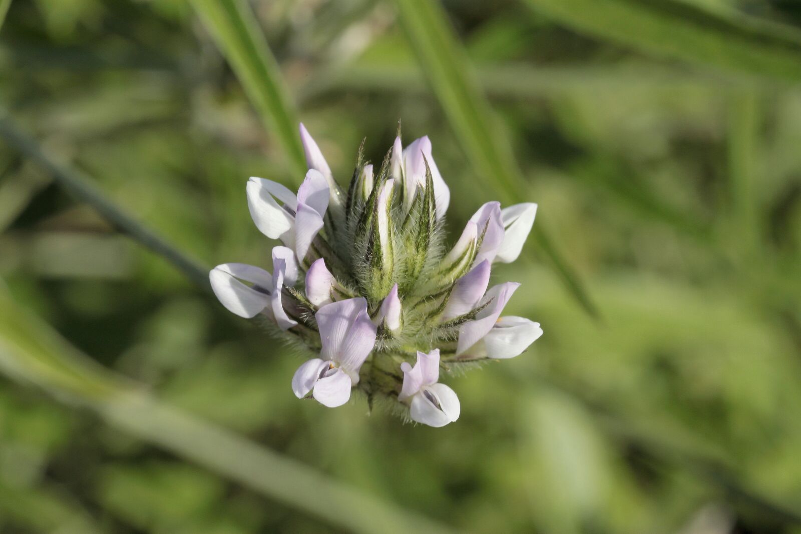 Canon EOS 500D (EOS Rebel T1i / EOS Kiss X3) sample photo. Nature, plant, flower photography