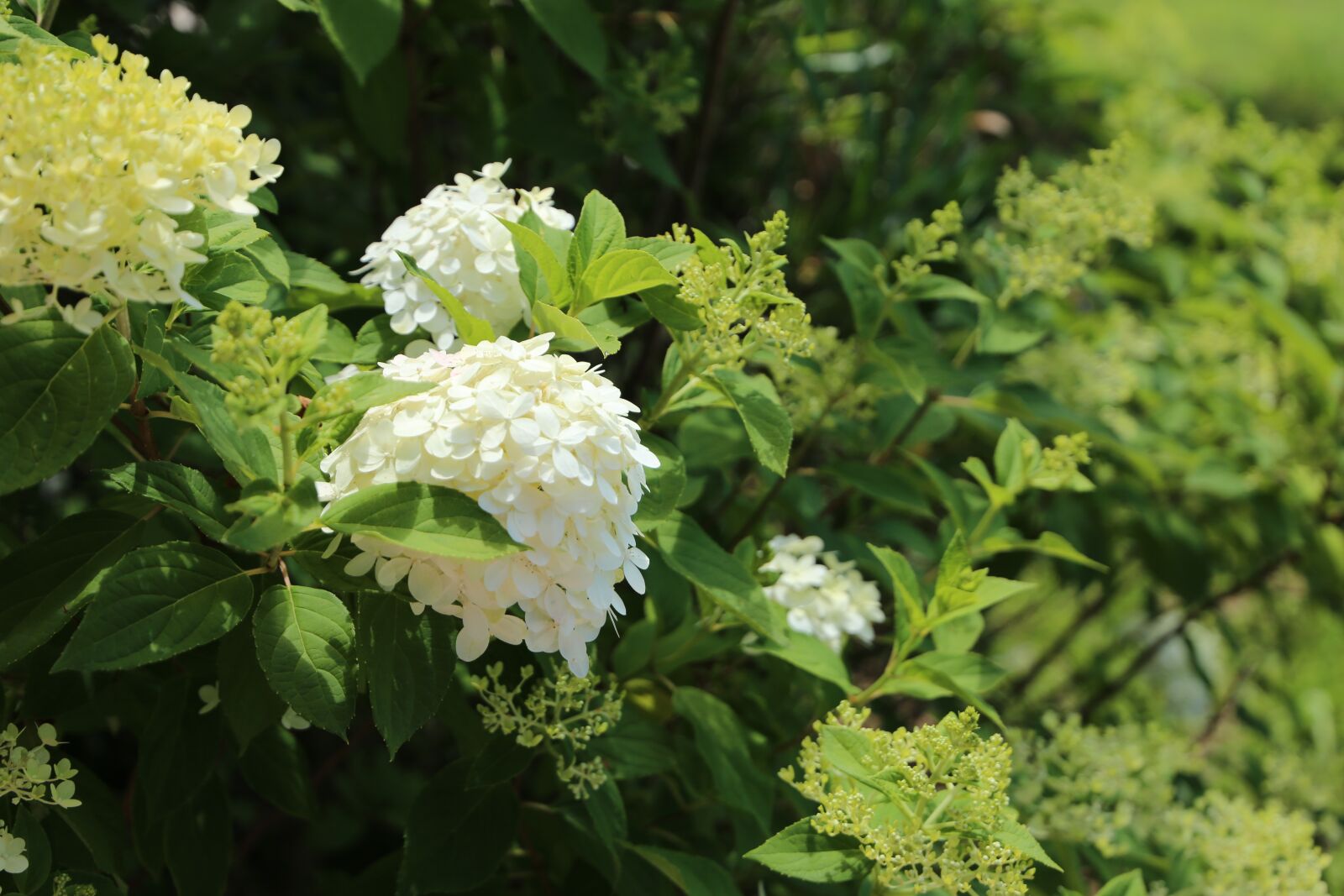 Canon EF 24-105mm F3.5-5.6 IS STM sample photo. Flower, nature, summer photography