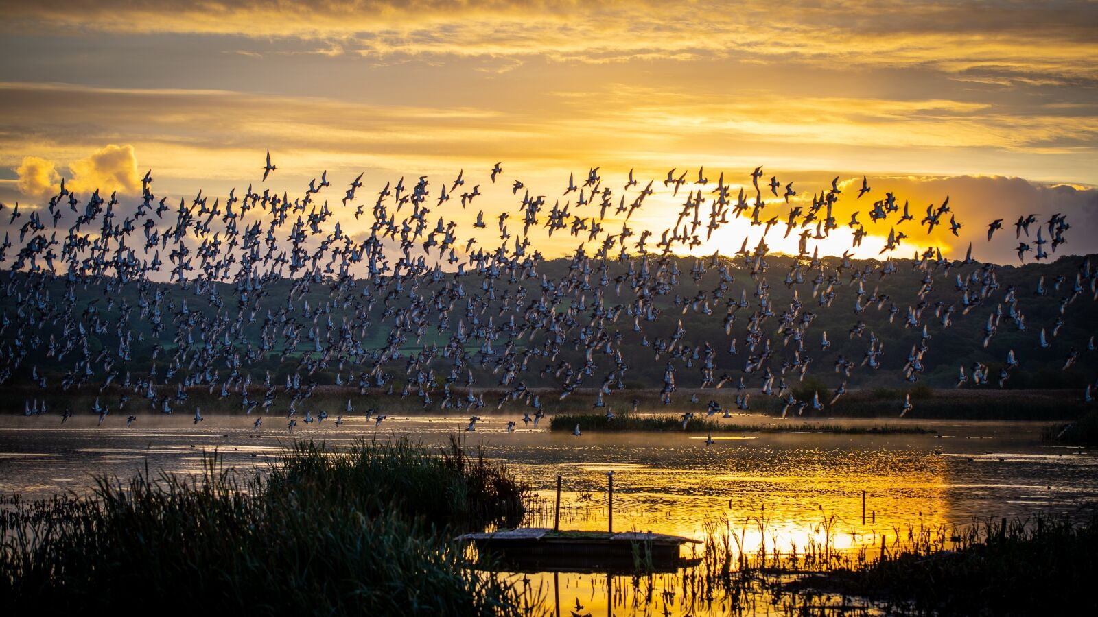 Nikon D600 sample photo. Sunset, wildlife, birds photography