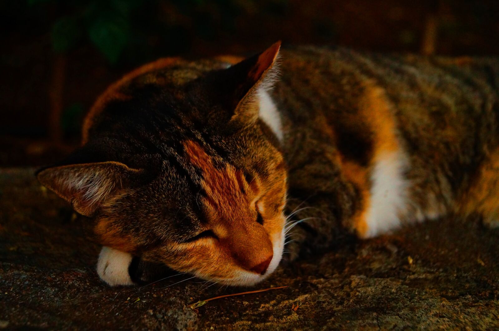 Sony SLT-A37 sample photo. Cat, spring, sleep photography