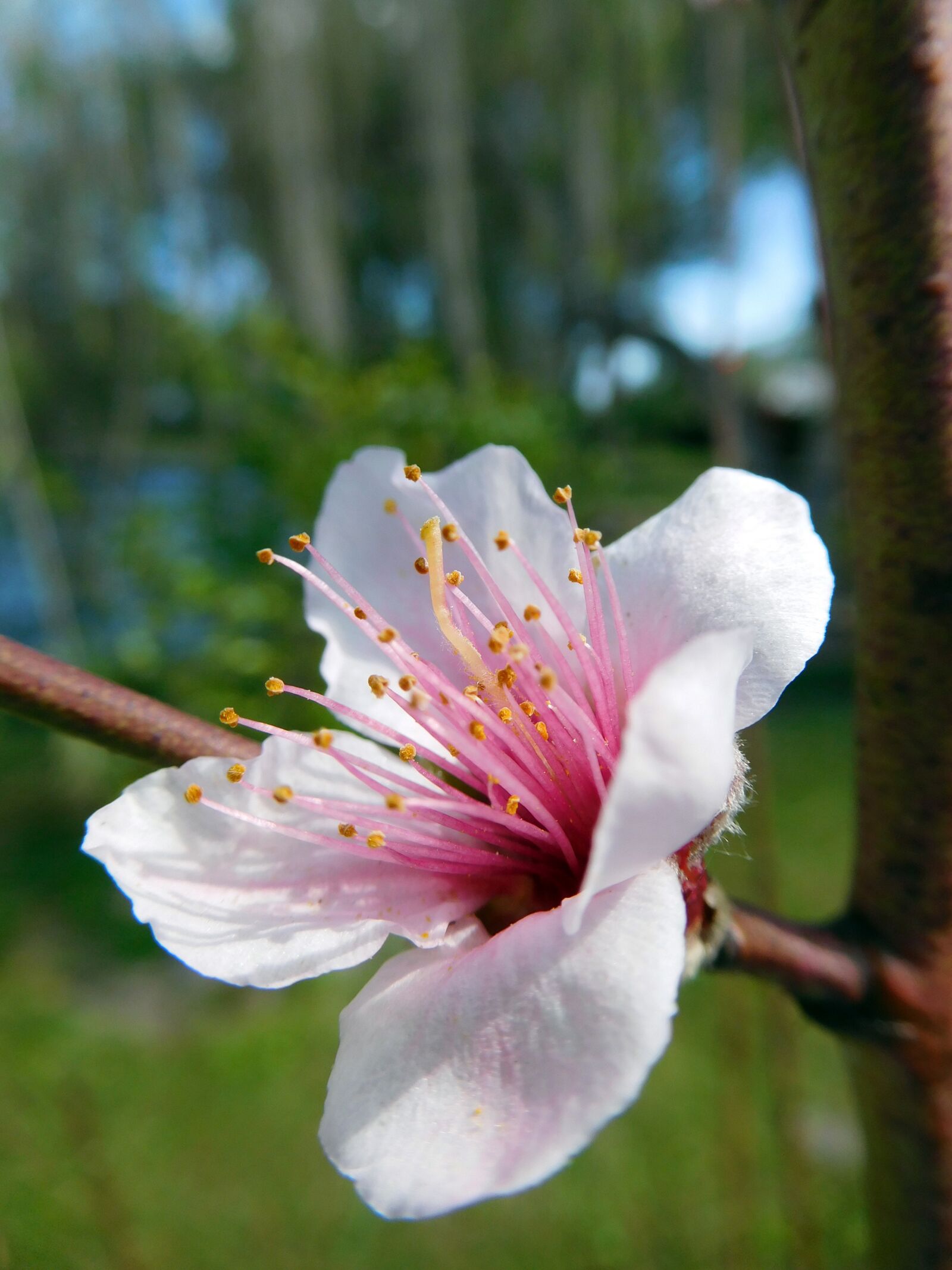 Nikon Coolpix S7000 sample photo. Flower, pink, spring photography