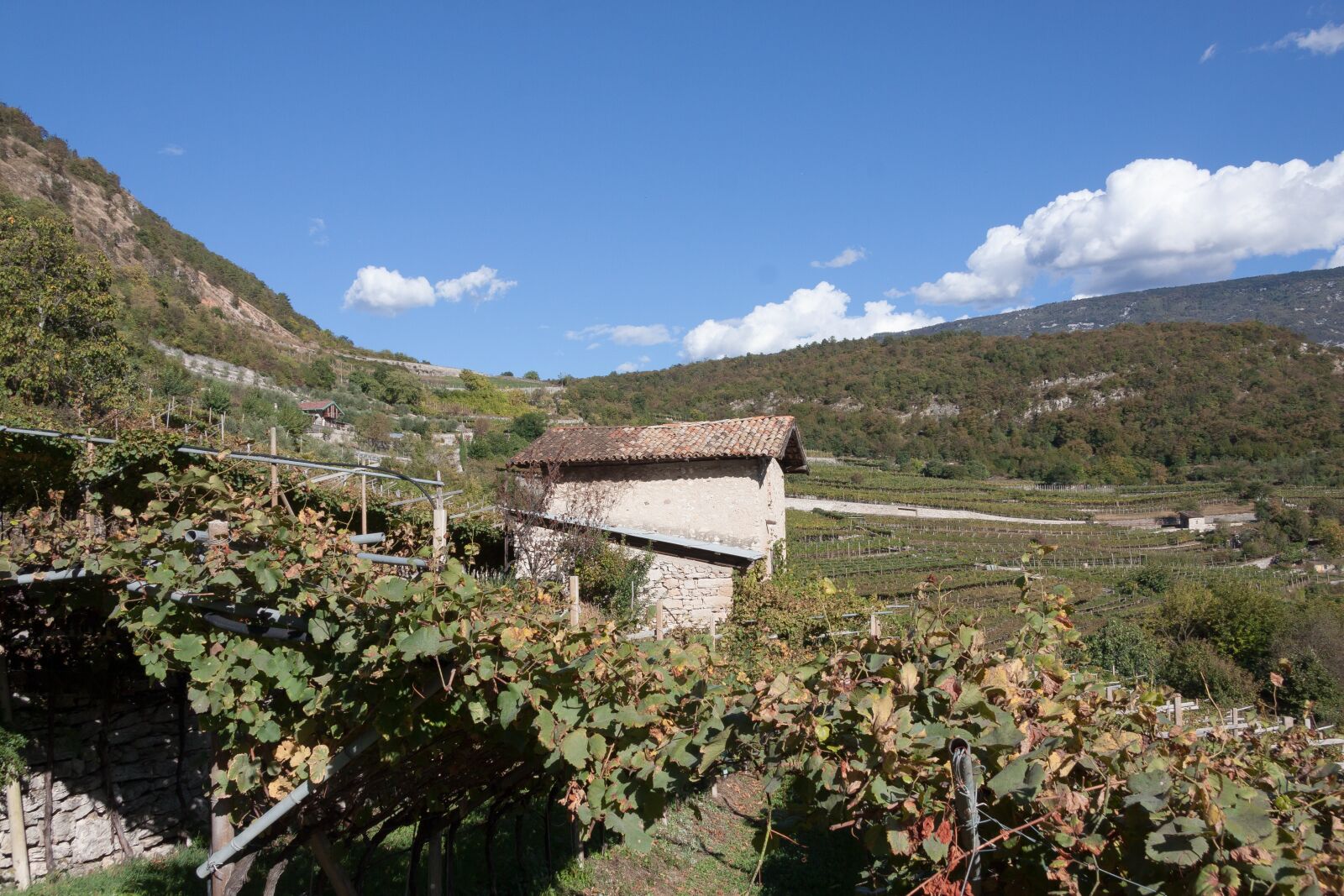 Canon EF-S 17-85mm F4-5.6 IS USM sample photo. Vineyard, slope, wine photography