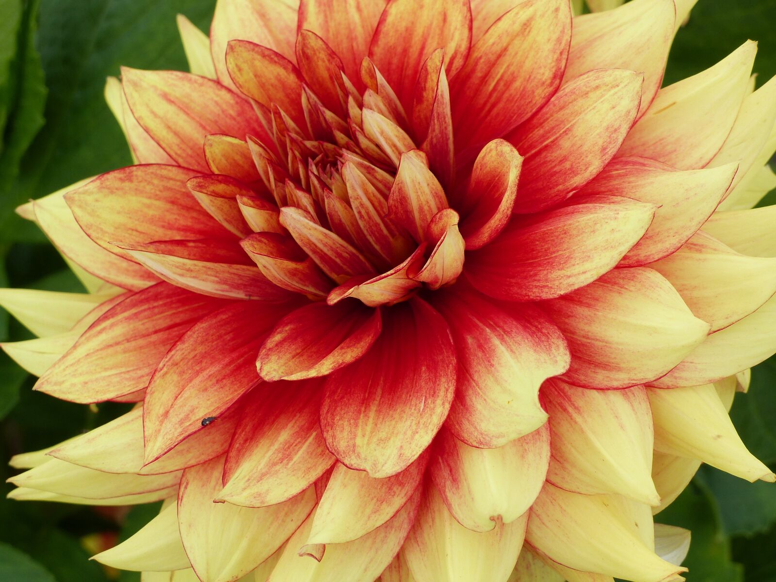 Panasonic Lumix DMC-FZ200 sample photo. Dahlia, plant, flower photography