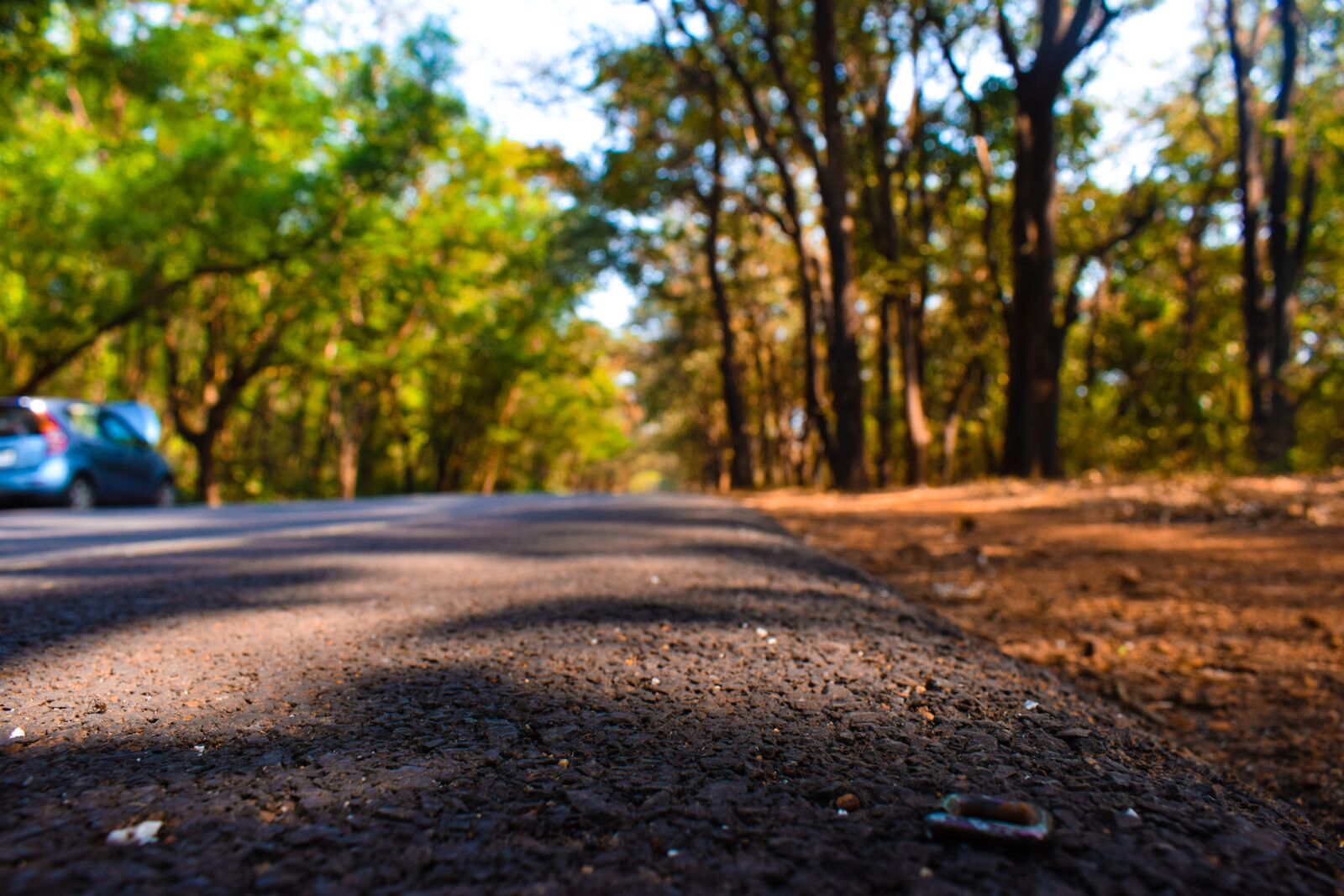 Nikon D3300 sample photo. Autumn, beauty, forest, greenery photography
