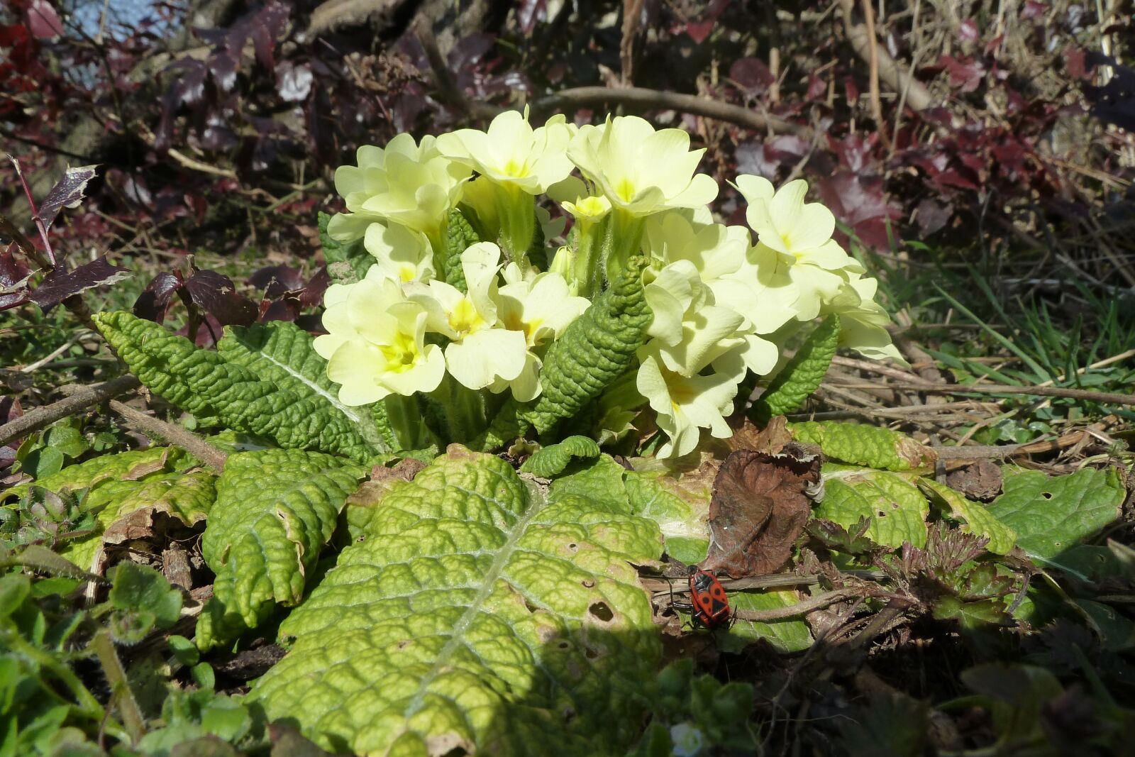 Panasonic Lumix DMC-ZS5 (Lumix DMC-TZ8) sample photo. Spring, plant, primrose photography