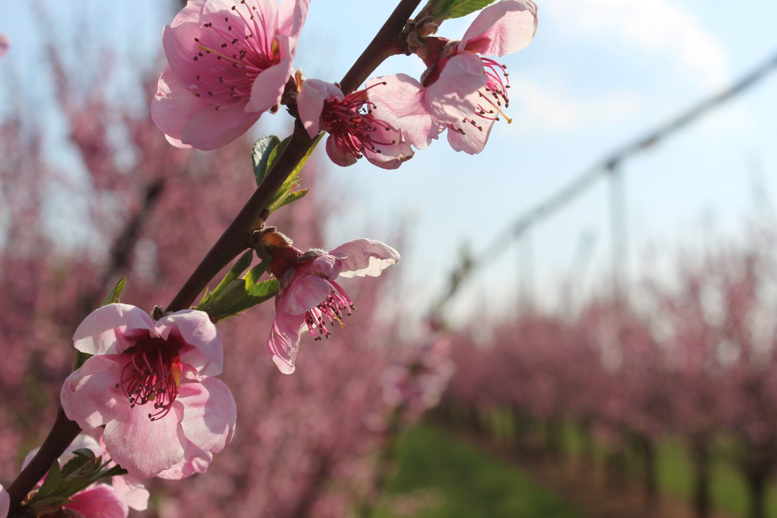 Canon EOS 1300D (EOS Rebel T6 / EOS Kiss X80) sample photo. Blossom, bloom, sky photography