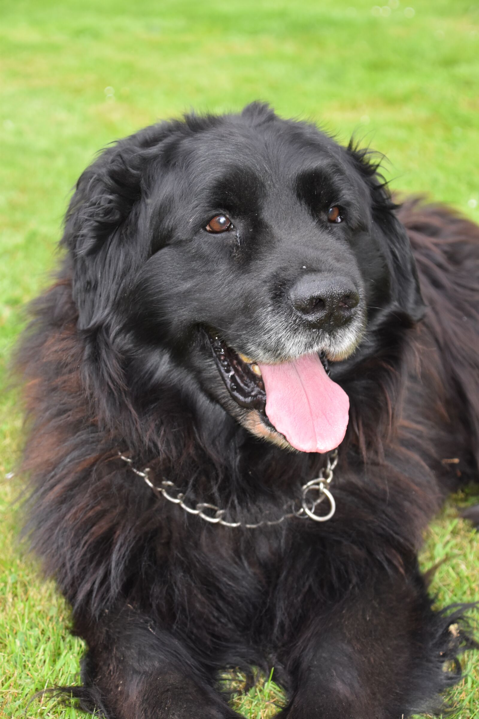 Nikon D5600 sample photo. Dog, mammal, canine photography