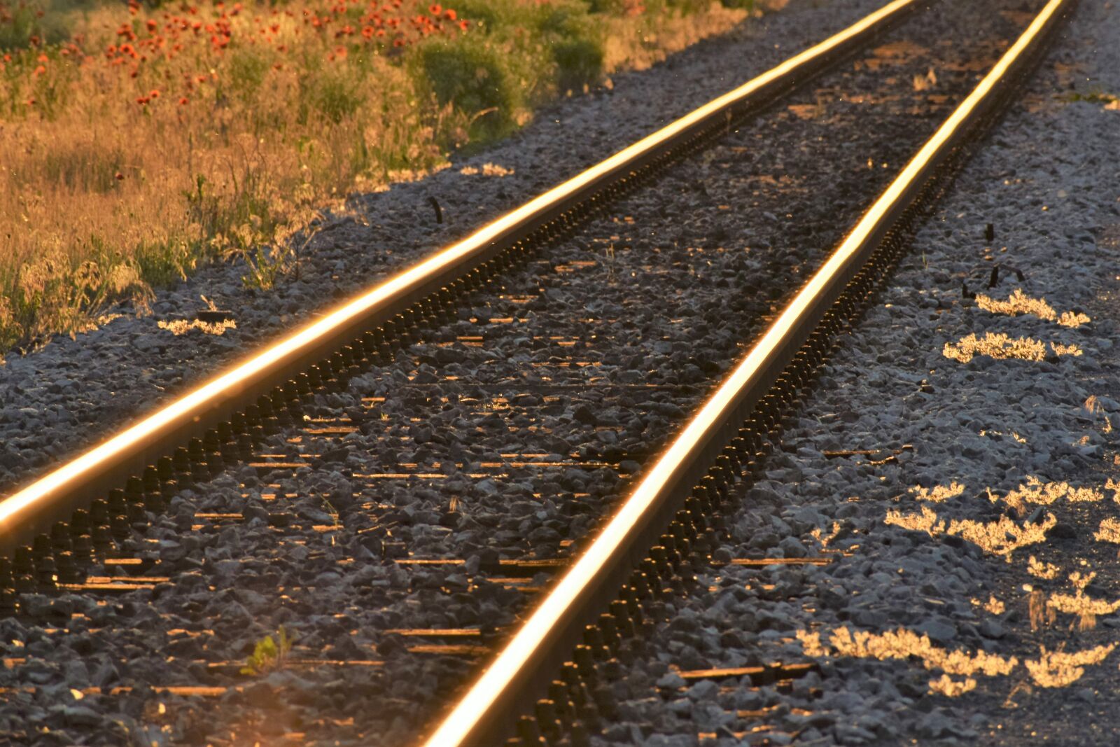 Nikon D3300 sample photo. Railway, red poppys, sunset photography