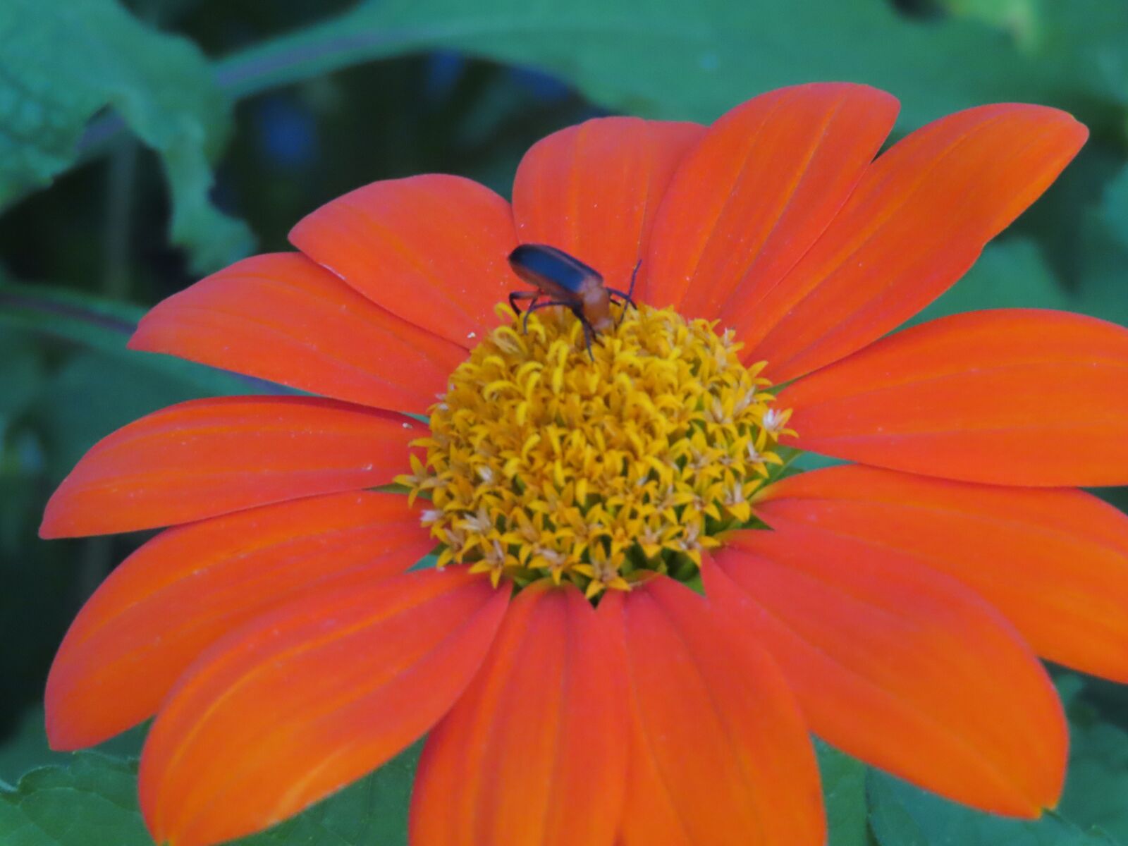 Canon PowerShot SX740 HS sample photo. Insect, beetle, flower photography
