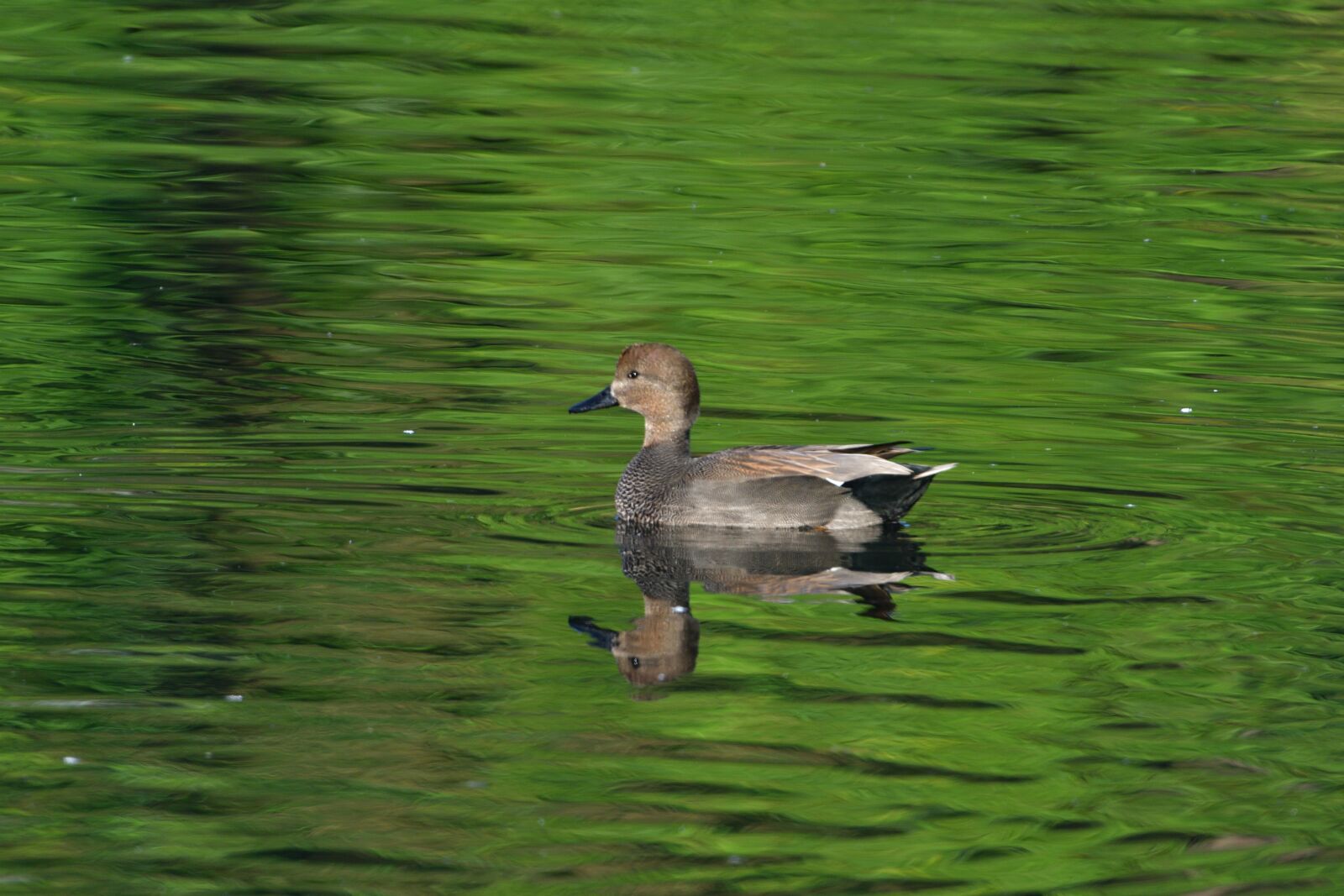 Nikon D500 sample photo. Pond, duck, bird photography