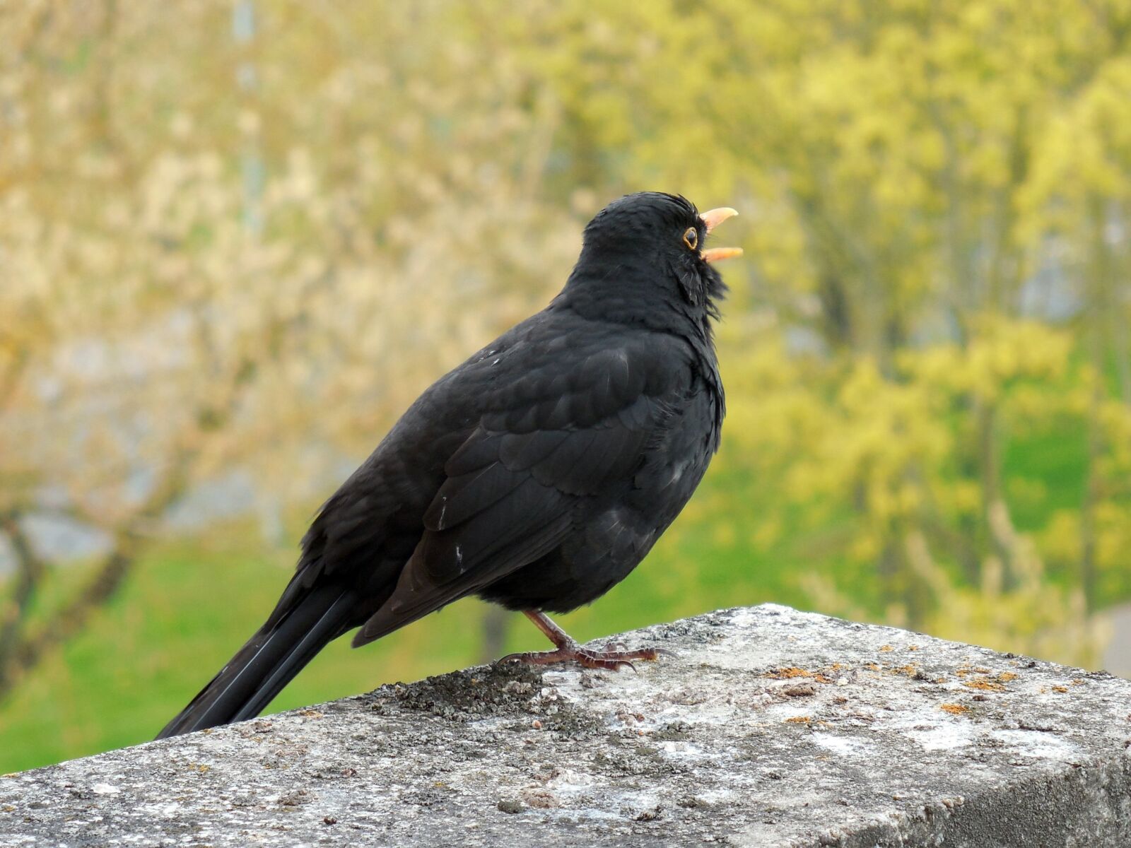 Nikon COOLPIX L620 sample photo. Blackbird, bird, songbird photography