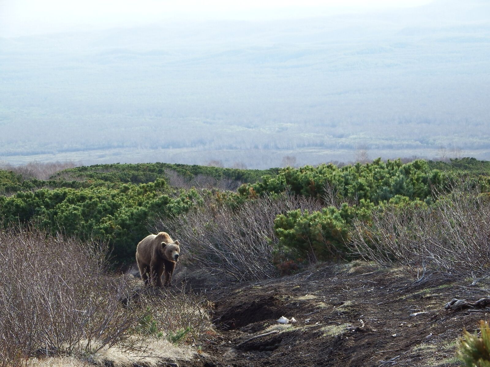 Fujifilm FinePix S1 sample photo. Bear, brown, predator photography