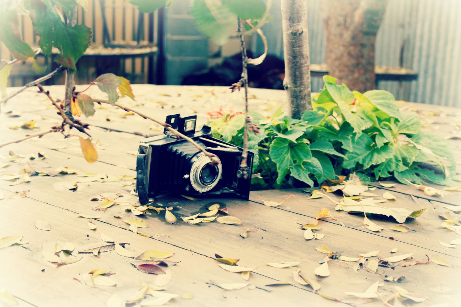 Canon EOS 1000D (EOS Digital Rebel XS / EOS Kiss F) sample photo. Camera, leaves, table photography