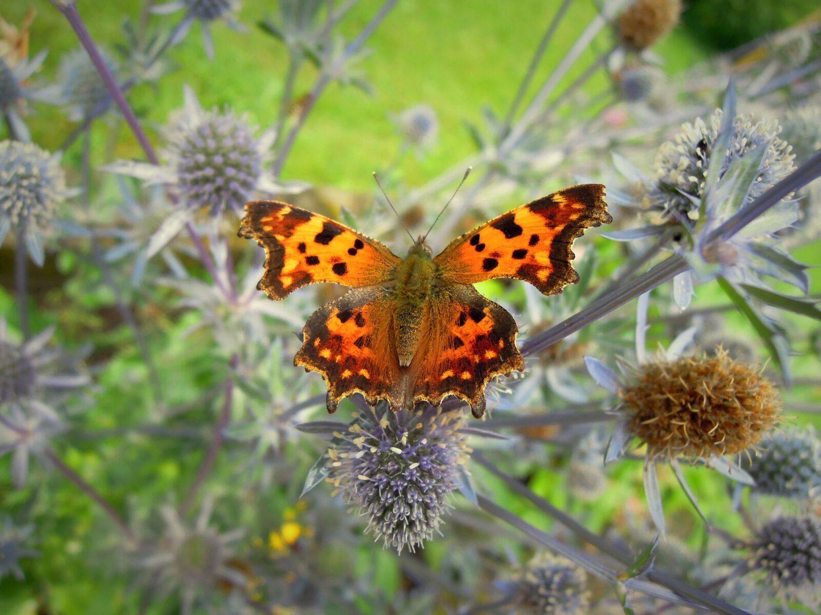 Nikon Coolpix P300 sample photo. Butterfly, animal, animals photography