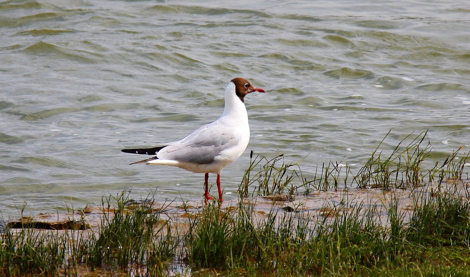 Canon EOS 550D (EOS Rebel T2i / EOS Kiss X4) sample photo. Wildlife, bird, beak, grass photography