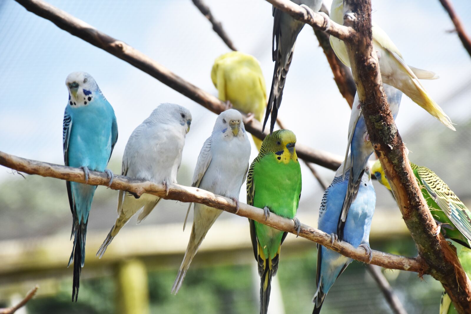 Nikon D7200 sample photo. Color, birds, colorful photography
