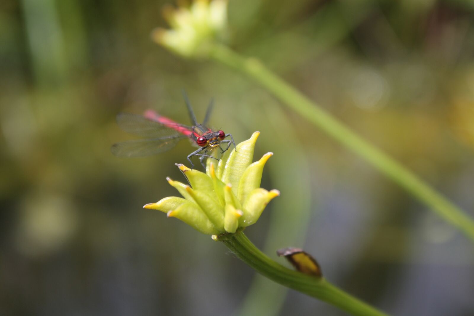 Canon EOS 450D (EOS Rebel XSi / EOS Kiss X2) sample photo. Small dragonfly, red dragonfly photography