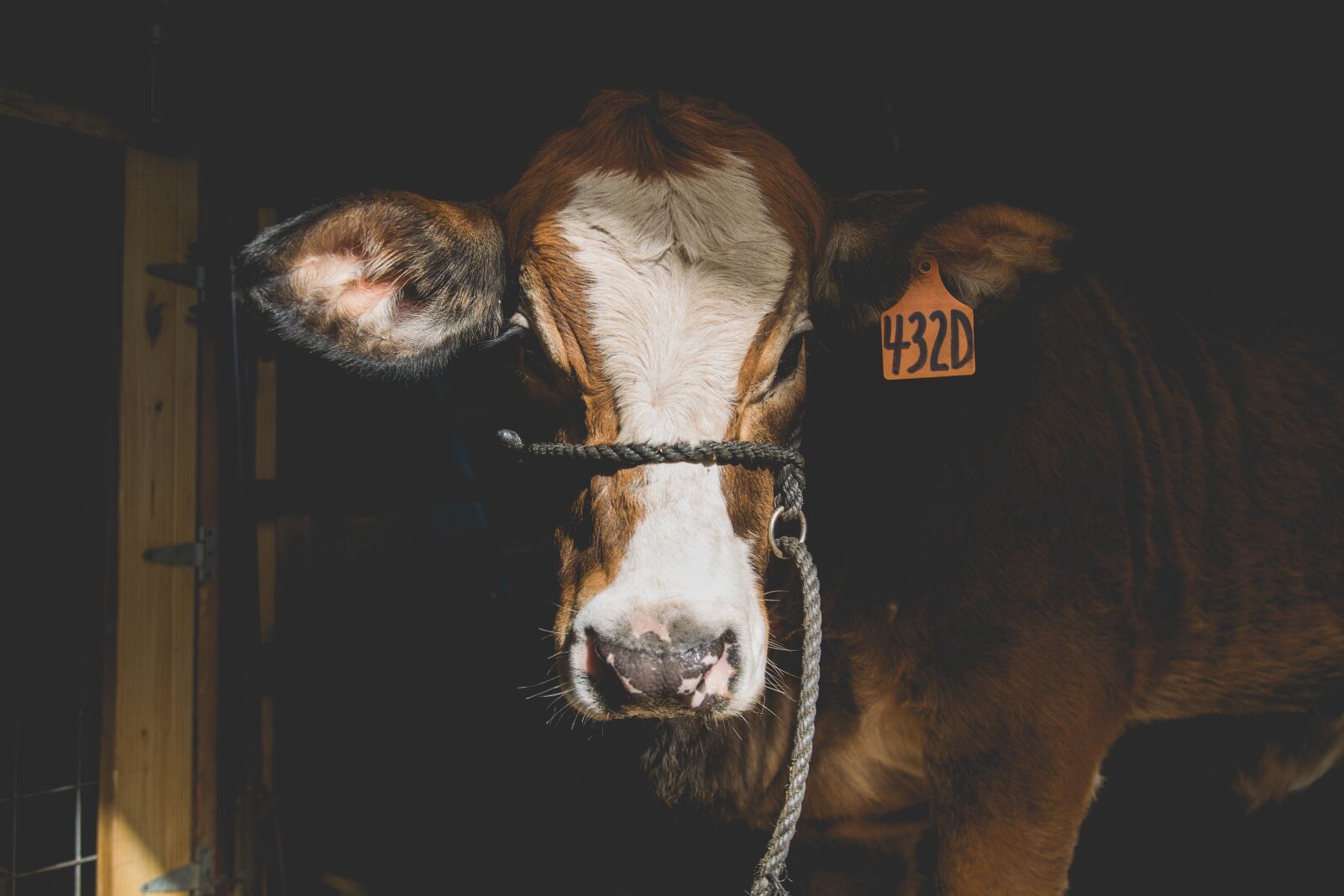 Canon EOS 5D Mark III sample photo. Cow, heifer, show cow photography