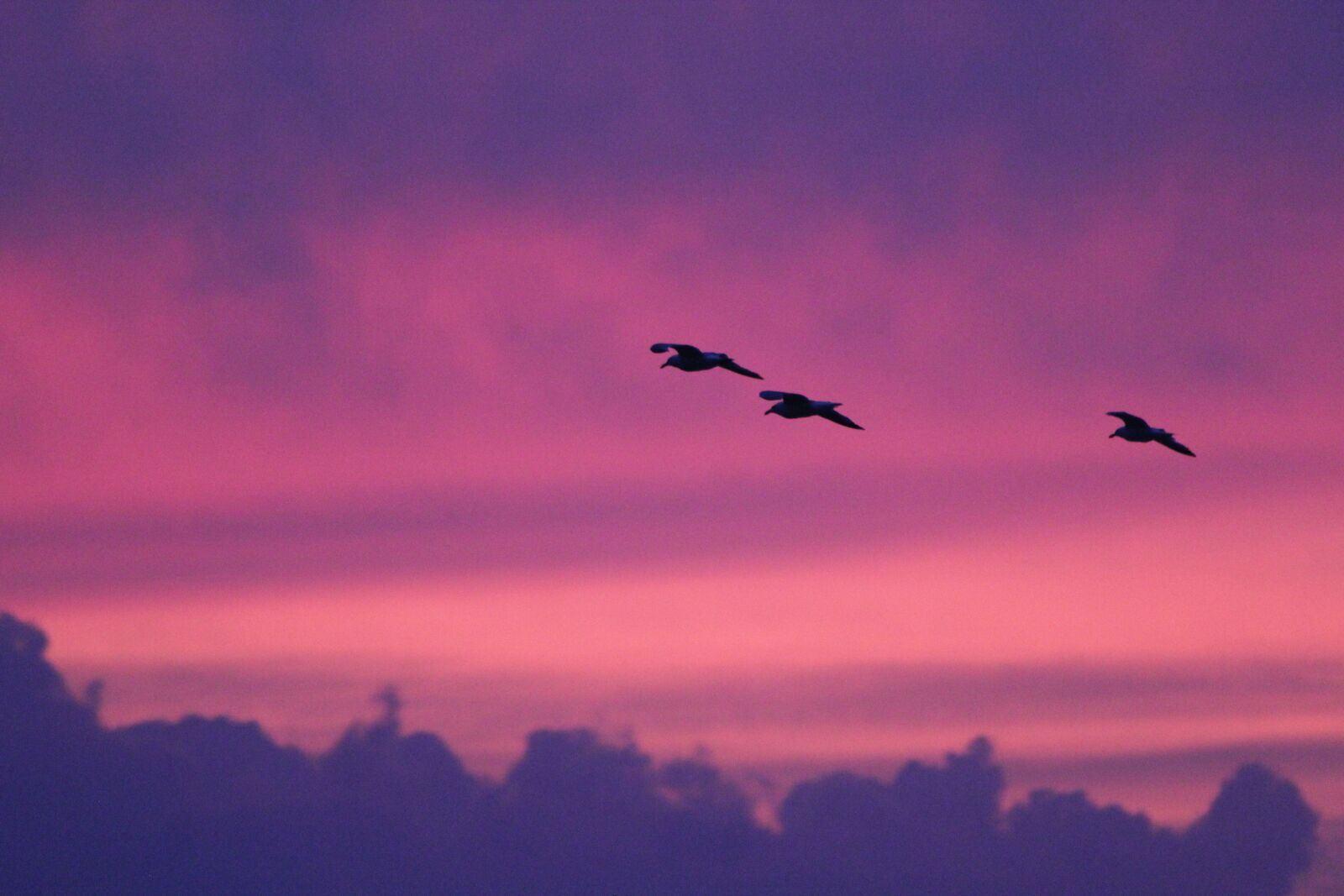 Canon EOS 550D (EOS Rebel T2i / EOS Kiss X4) sample photo. Seagulls, sunset, cornwall photography