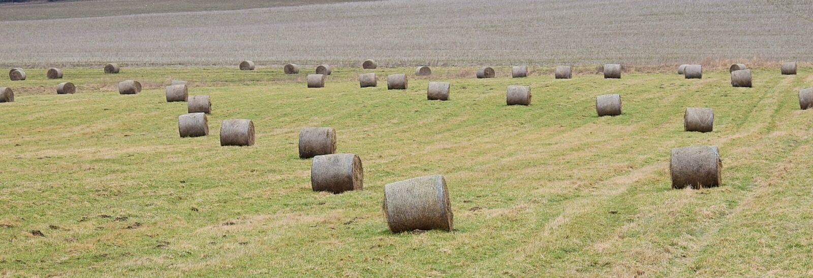 Nikon Coolpix P900 sample photo. Rural district, pasture land photography