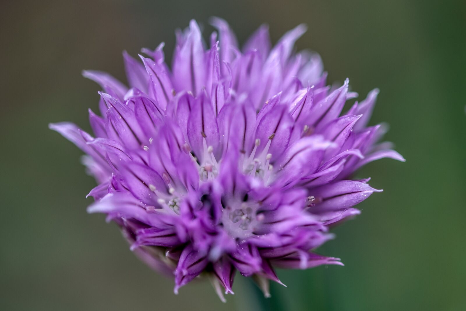 Nikon D750 sample photo. Chives, the grass leeks photography