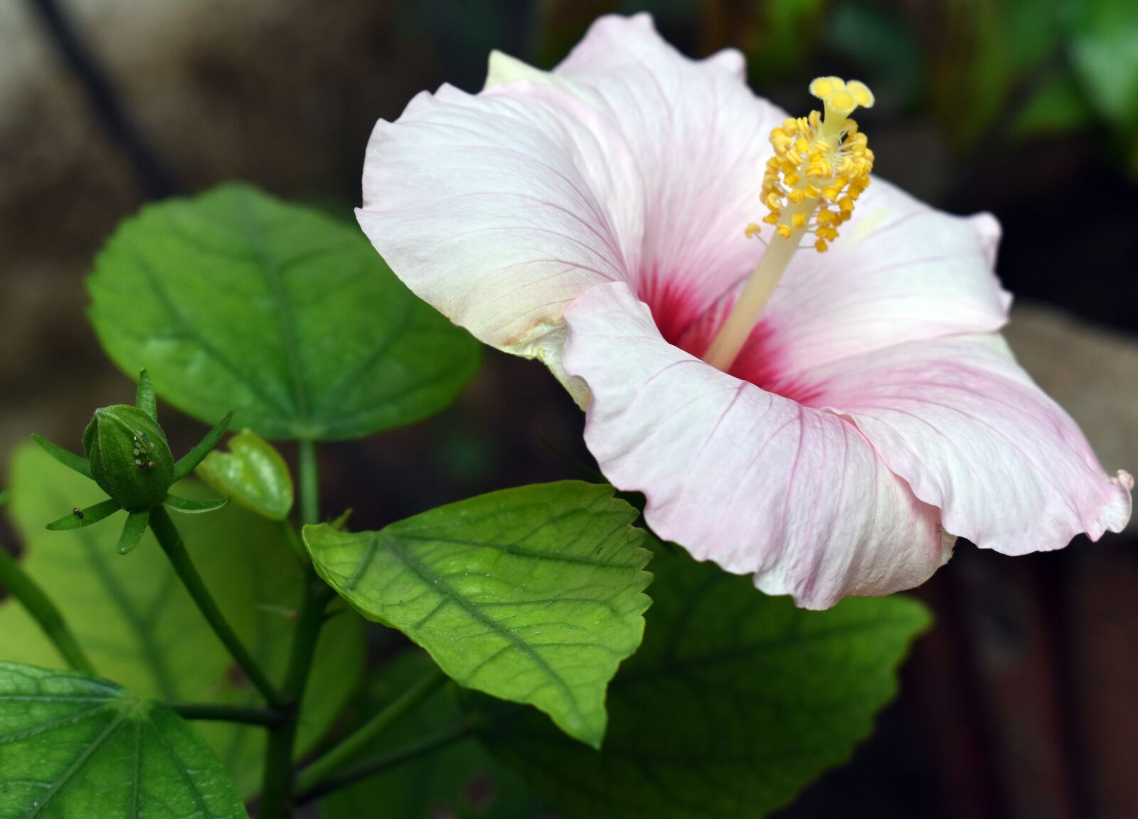 Nikon D5600 sample photo. Flower, garden, nature photography