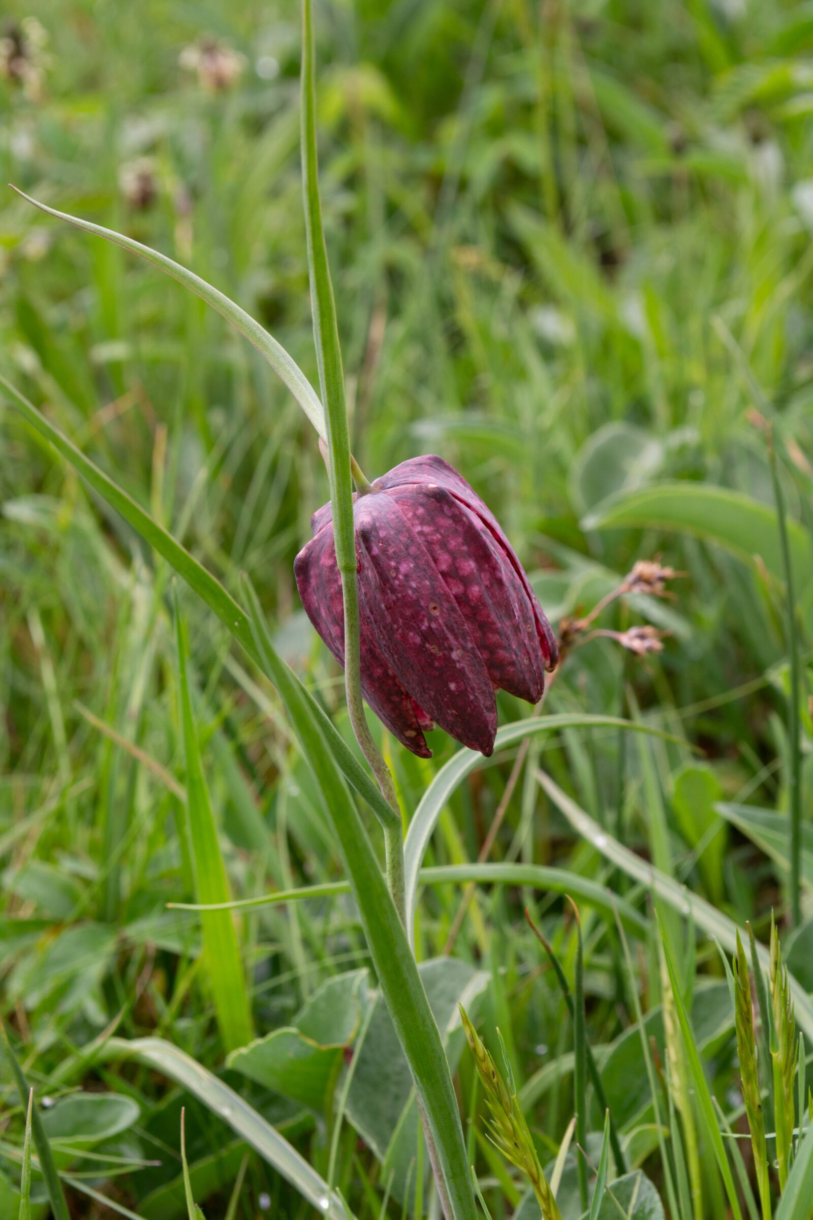 Nikon D5200 sample photo. Flower, grass, violet photography