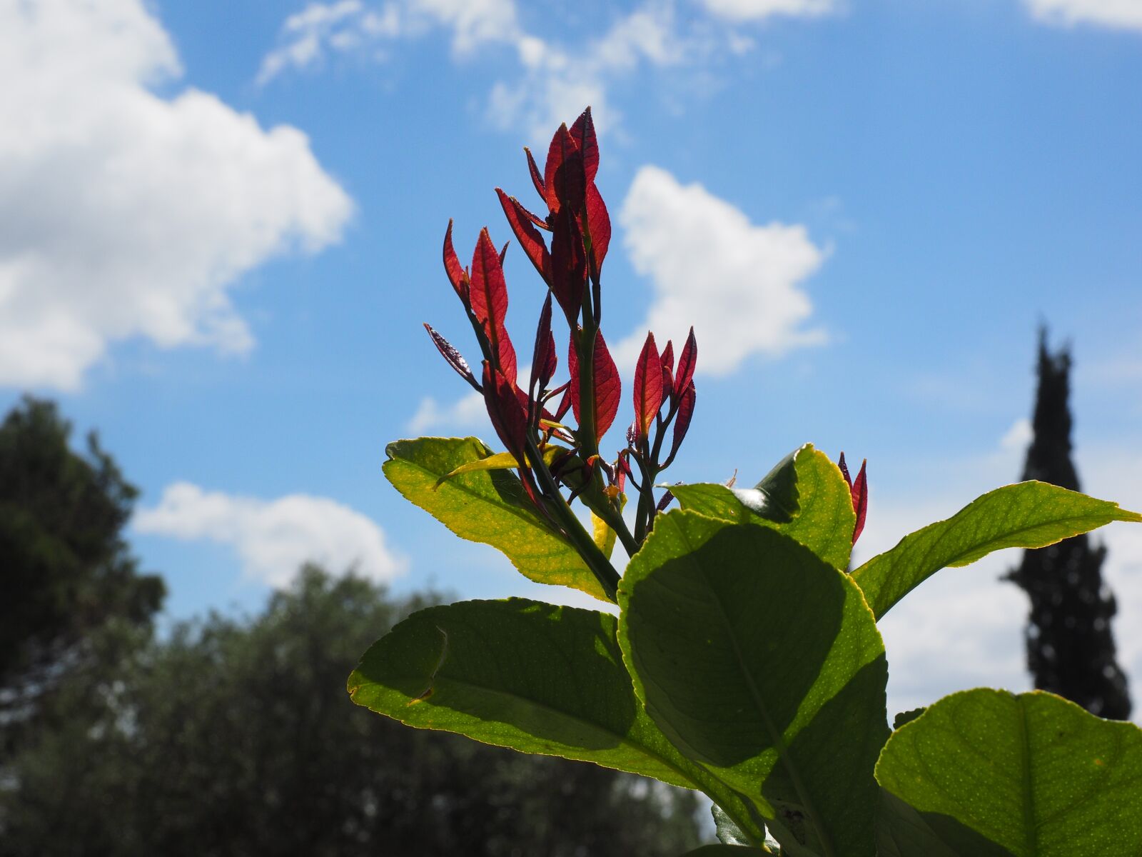 Olympus OM-D E-M1 + Olympus M.Zuiko Digital ED 12-40mm F2.8 Pro sample photo. Leaves, red, bush photography