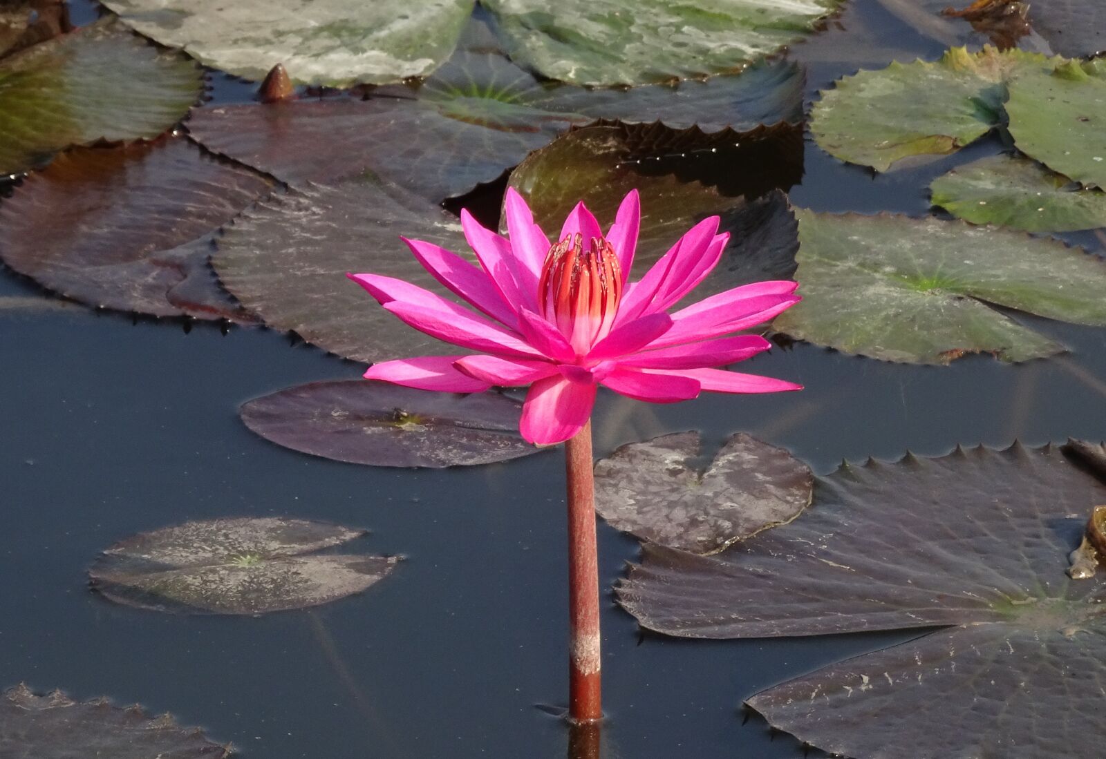 Sony Cyber-shot DSC-HX90V sample photo. Lily, flower, red water photography