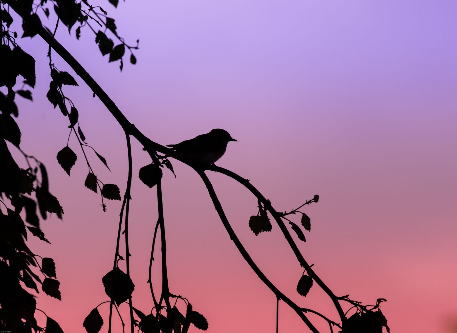 Canon EOS 7D Mark II sample photo. Tit, crested tit, bird photography