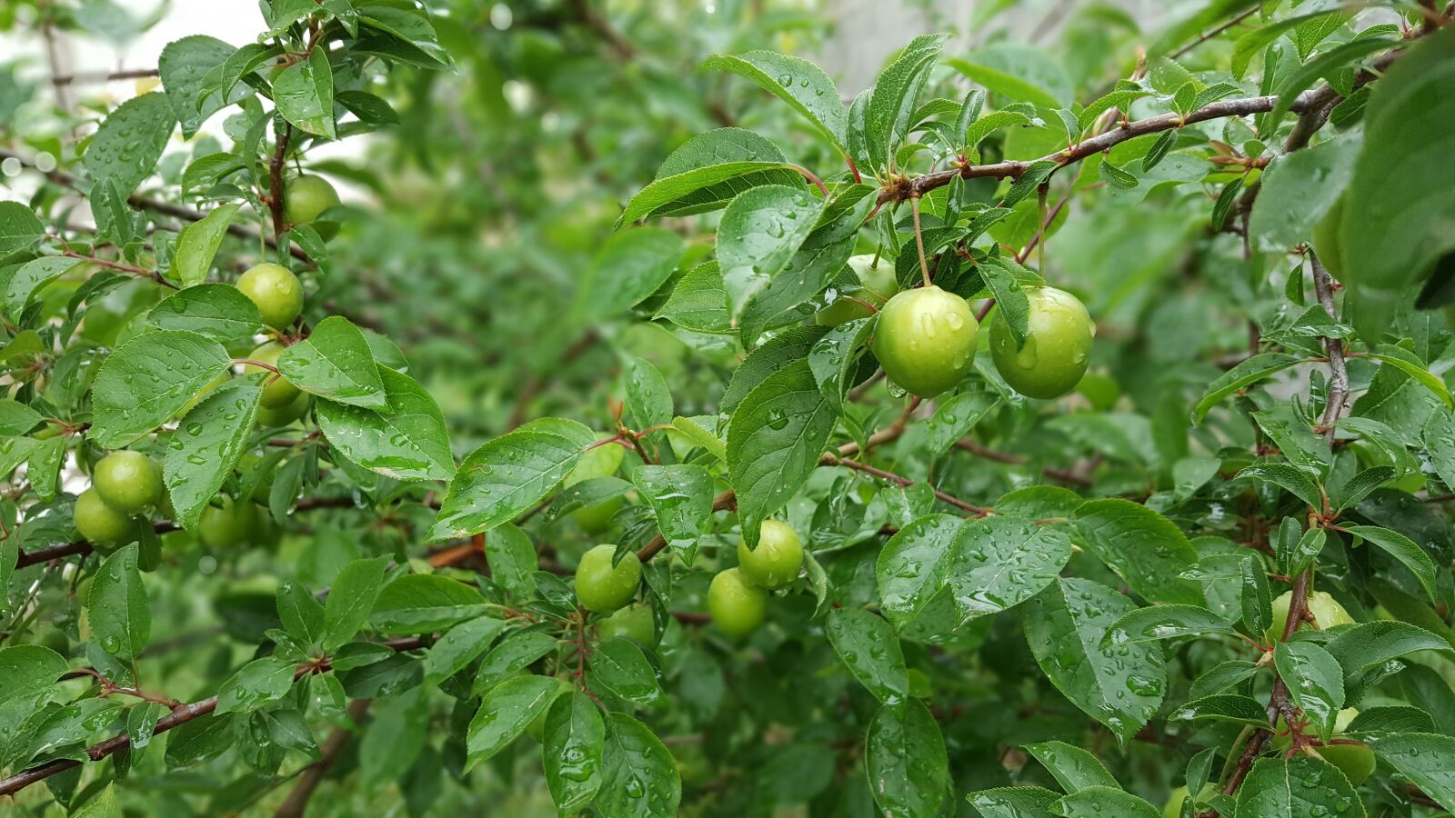 Samsung Galaxy Note5 sample photo. Plums, tree, green photography