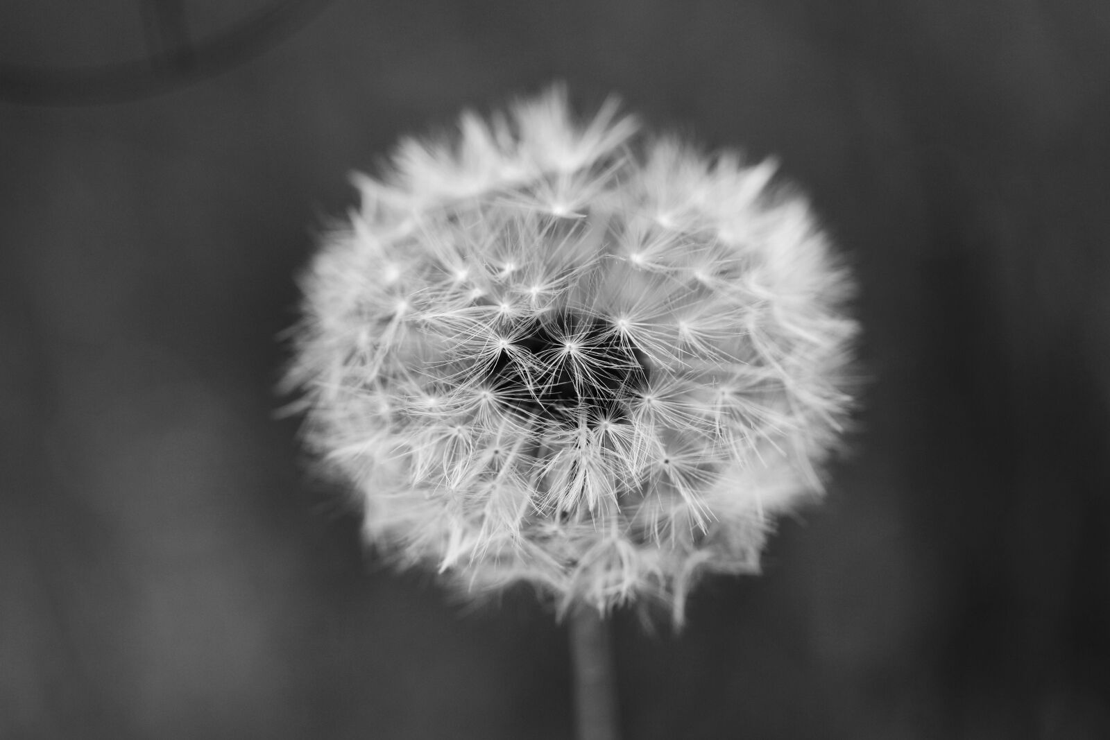 Canon EOS 7D Mark II sample photo. Dandelion, flower, spring photography