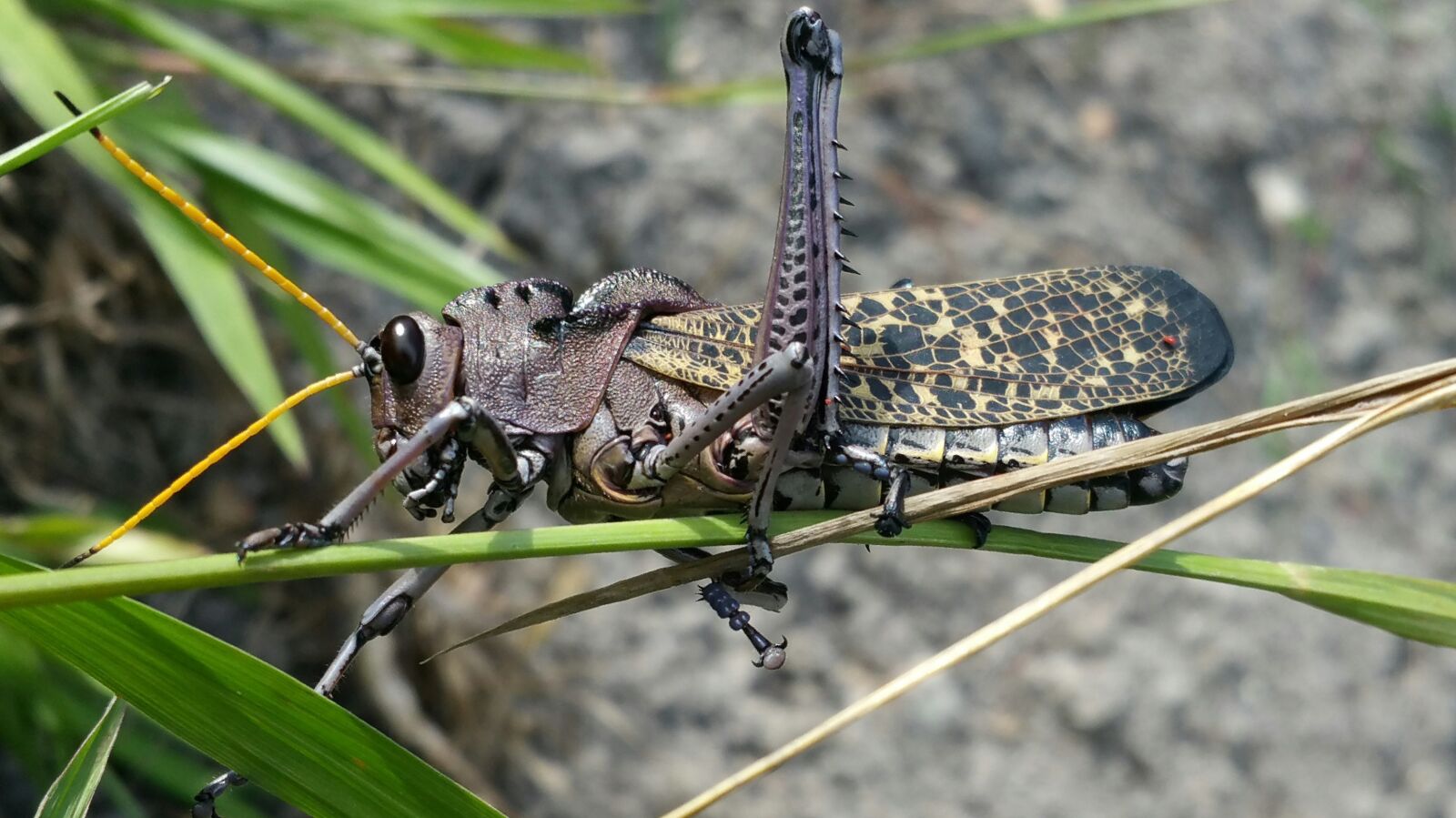 Samsung Galaxy Note4 sample photo. Cricket, insect, grasshopper photography