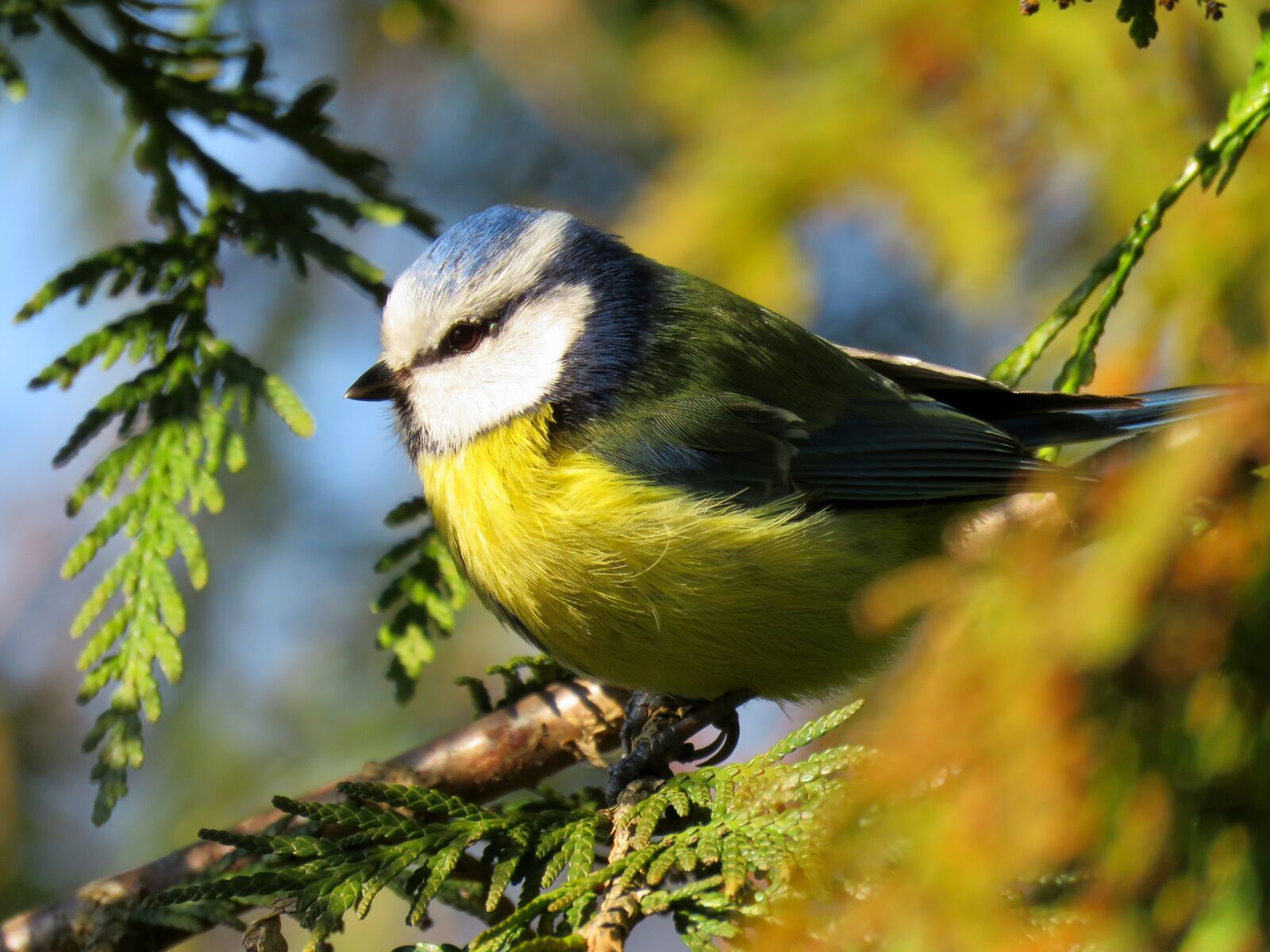 Canon PowerShot SX60 HS sample photo. Bird, blue tit, sikora photography