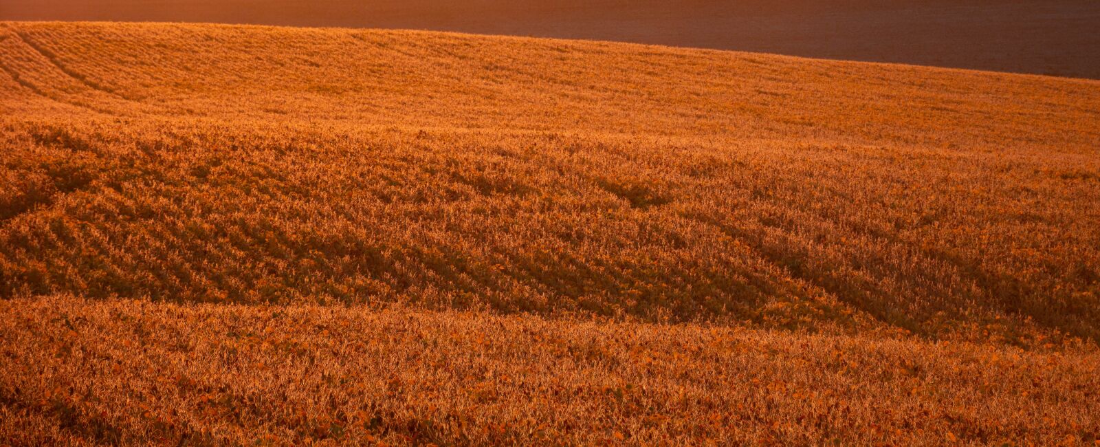 Nikon D7200 sample photo. Field, soy, soybean photography