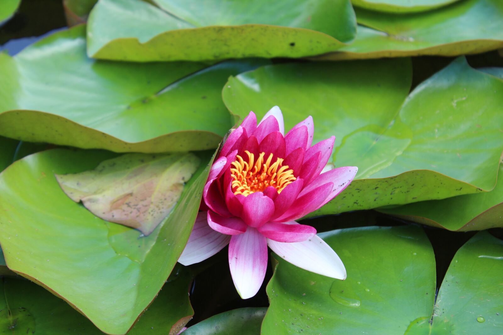 Canon EOS 1300D (EOS Rebel T6 / EOS Kiss X80) sample photo. Water lily, lake, pond photography