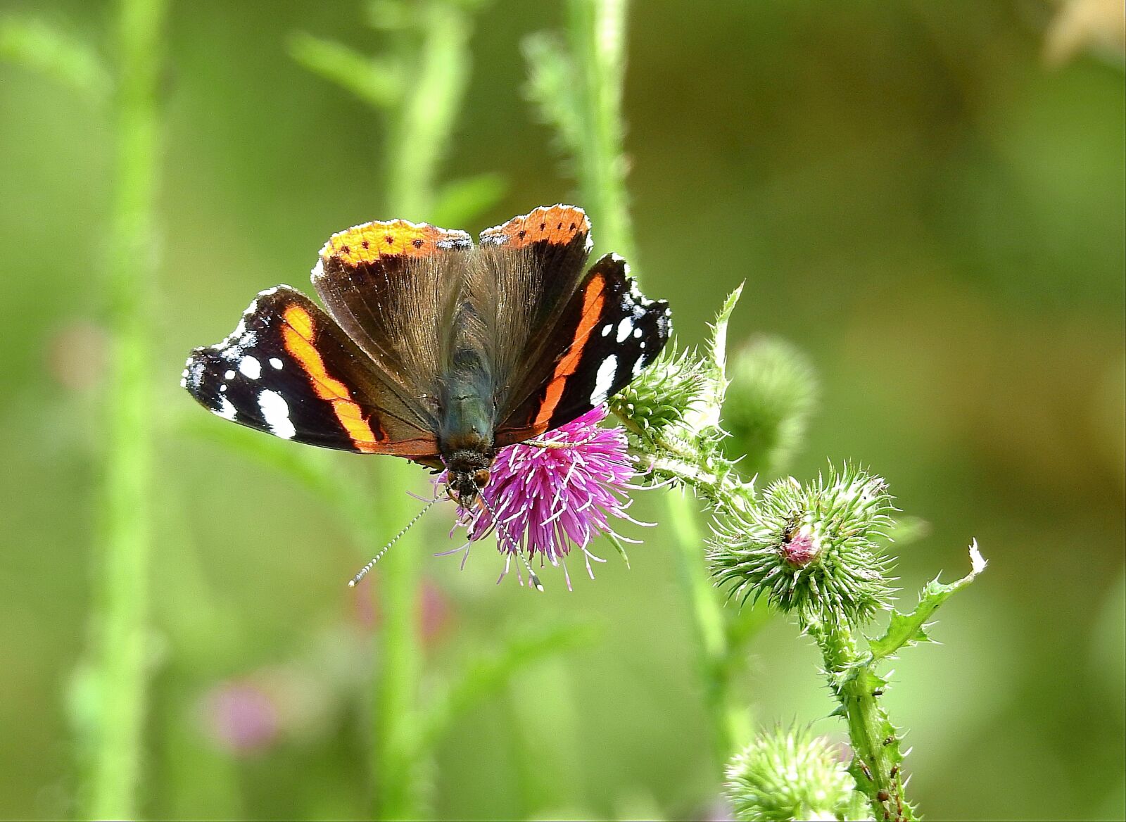 Nikon Coolpix P900 sample photo. Butterfly, insect, wings photography