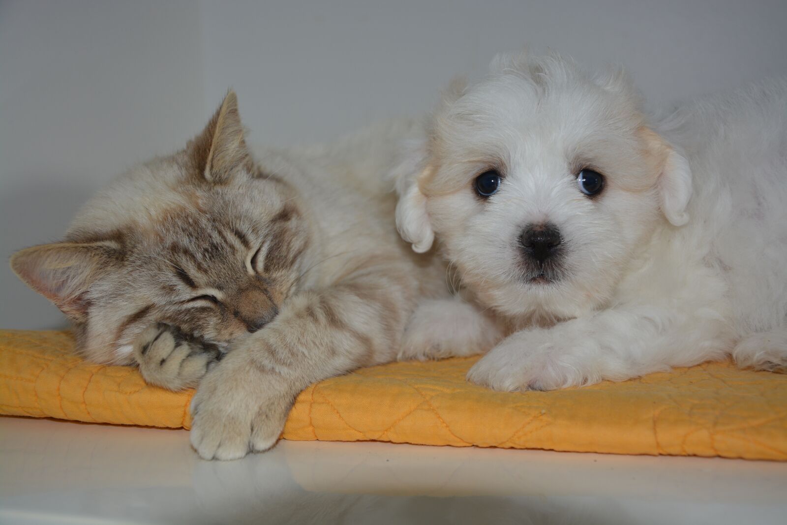 Nikon D5200 sample photo. Cat, dog, animals photography