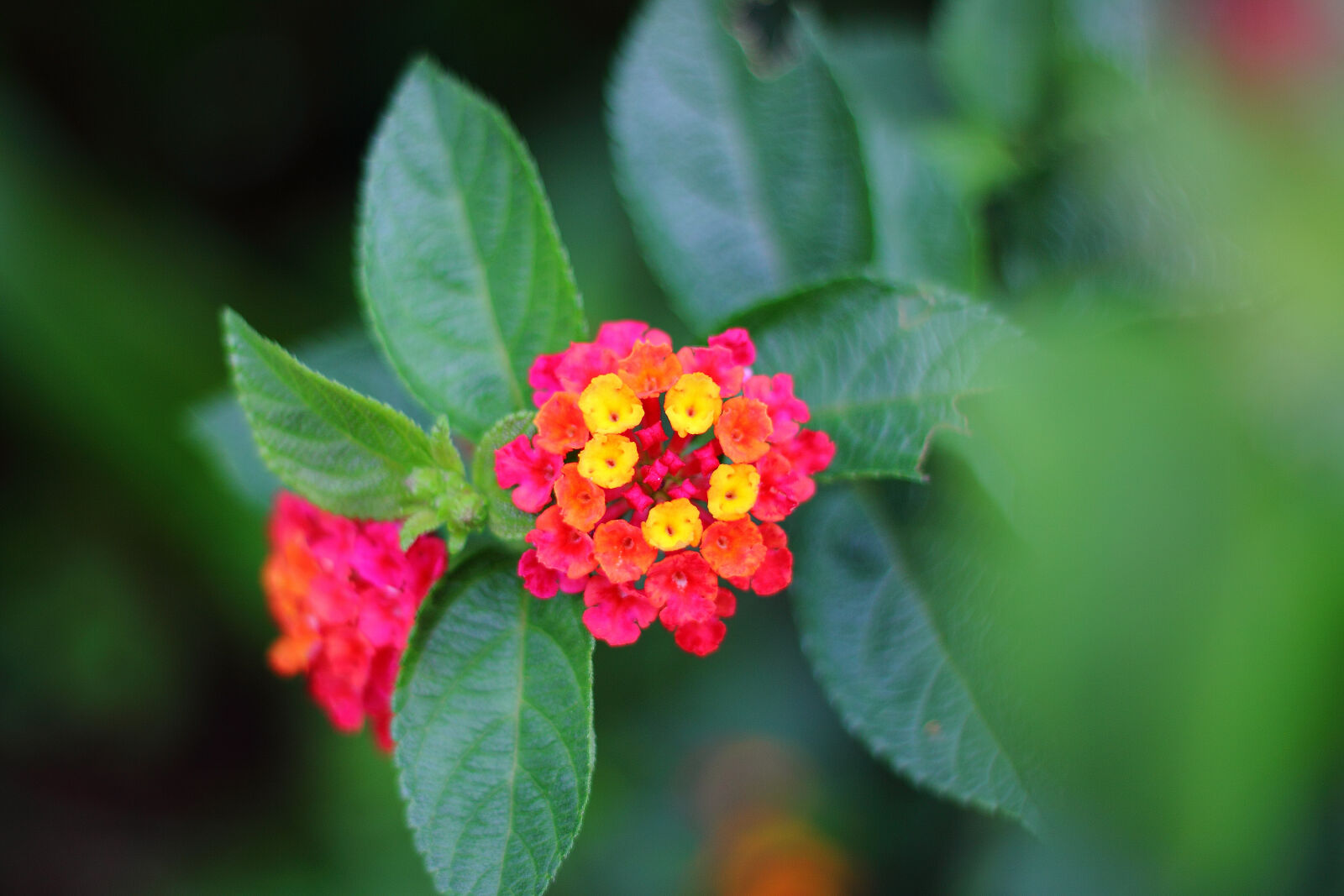 Canon EOS 50D sample photo. Beautiful, bloom, blooming, blossom photography