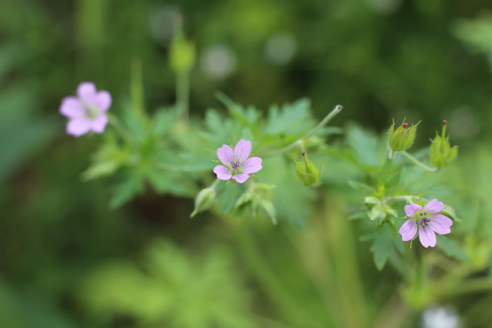Canon EOS 1200D (EOS Rebel T5 / EOS Kiss X70 / EOS Hi) sample photo. Purple, flower, macro photography