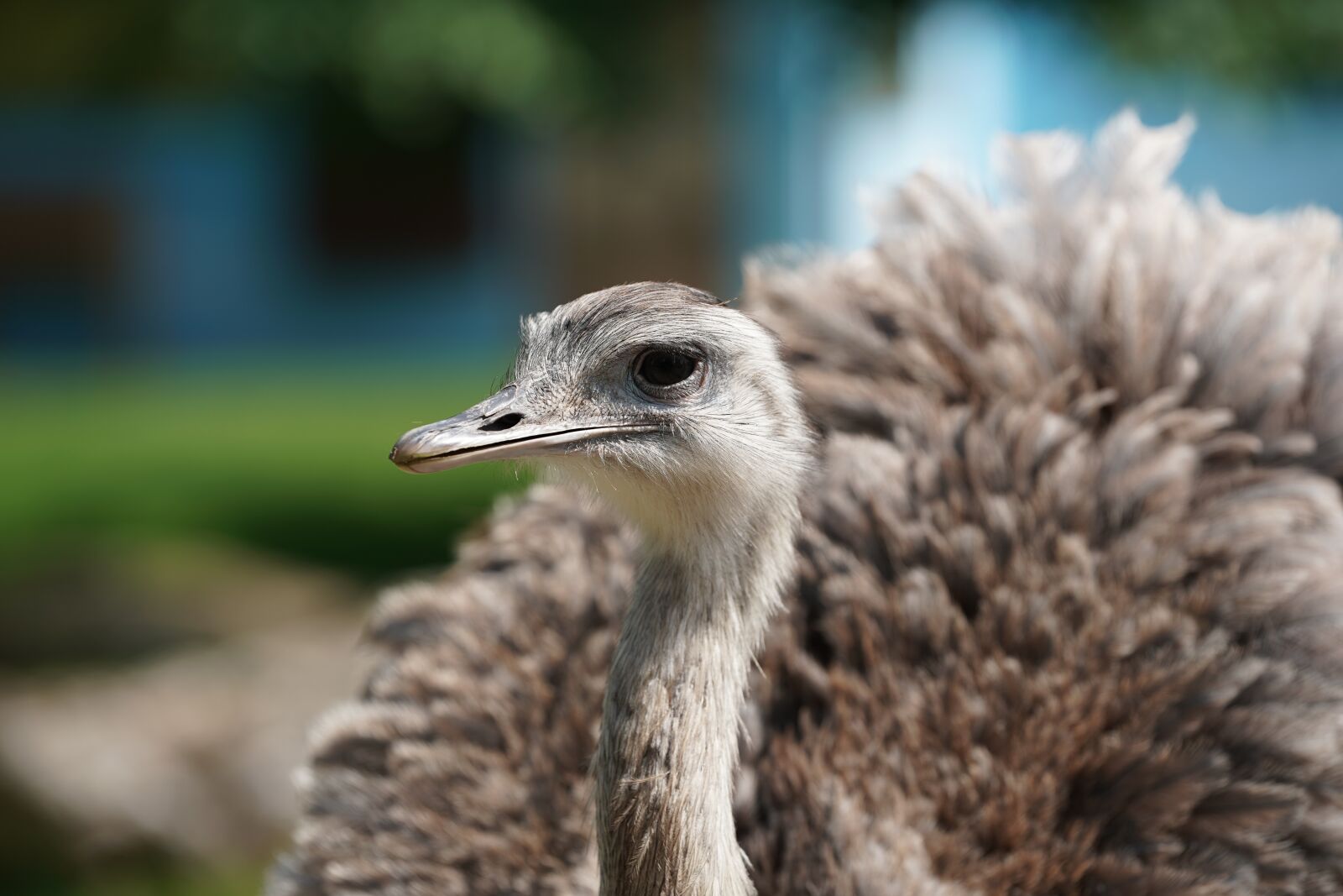 Sony FE 70-200mm F2.8 GM OSS sample photo. Emu, strauss, africa photography