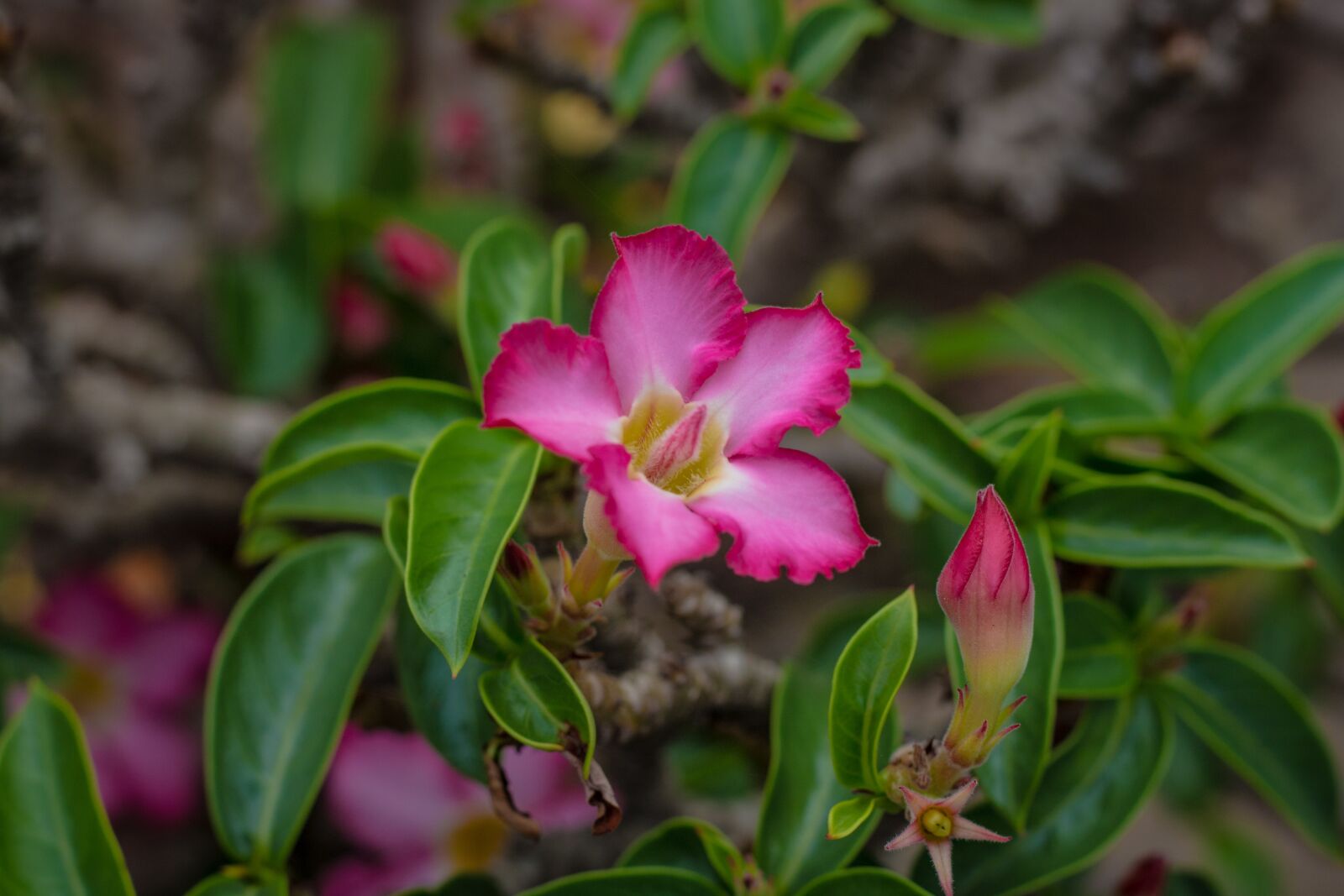 Canon EOS 700D (EOS Rebel T5i / EOS Kiss X7i) + Canon EF 50mm F1.8 STM sample photo. Invited to visit, flower photography