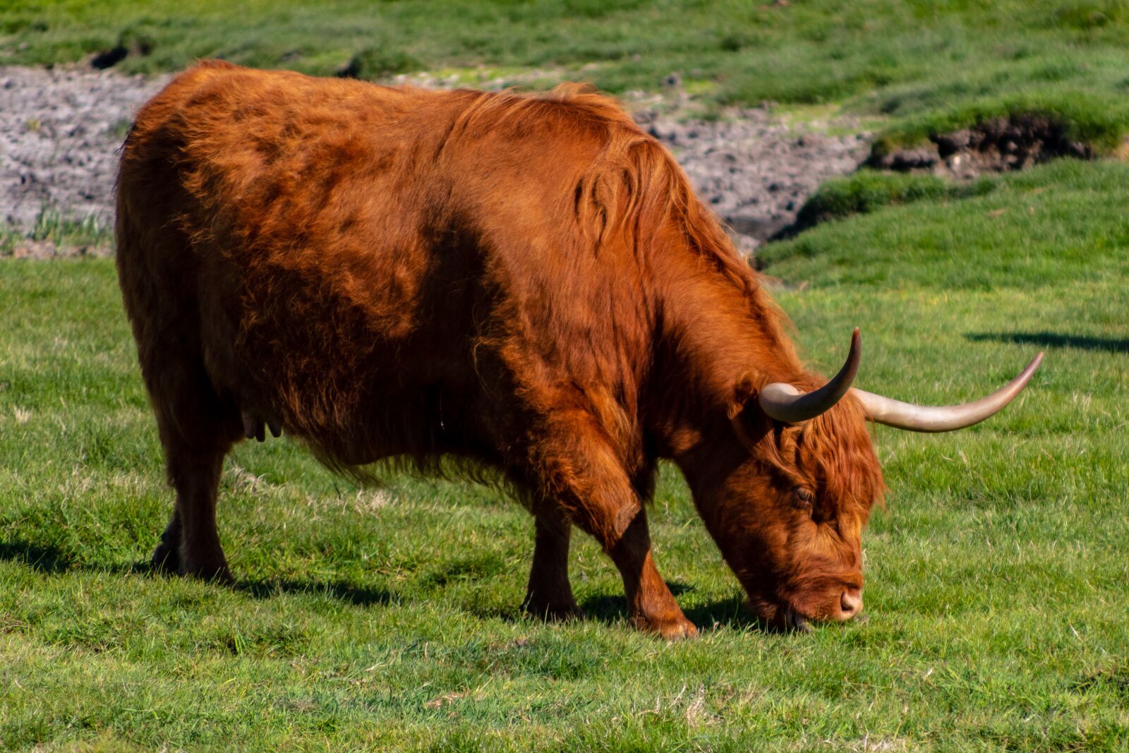 Canon EOS 750D (EOS Rebel T6i / EOS Kiss X8i) + Canon TS-E 90mm F2.8 Tilt-Shift sample photo. Scottish highland cattle, cattle photography