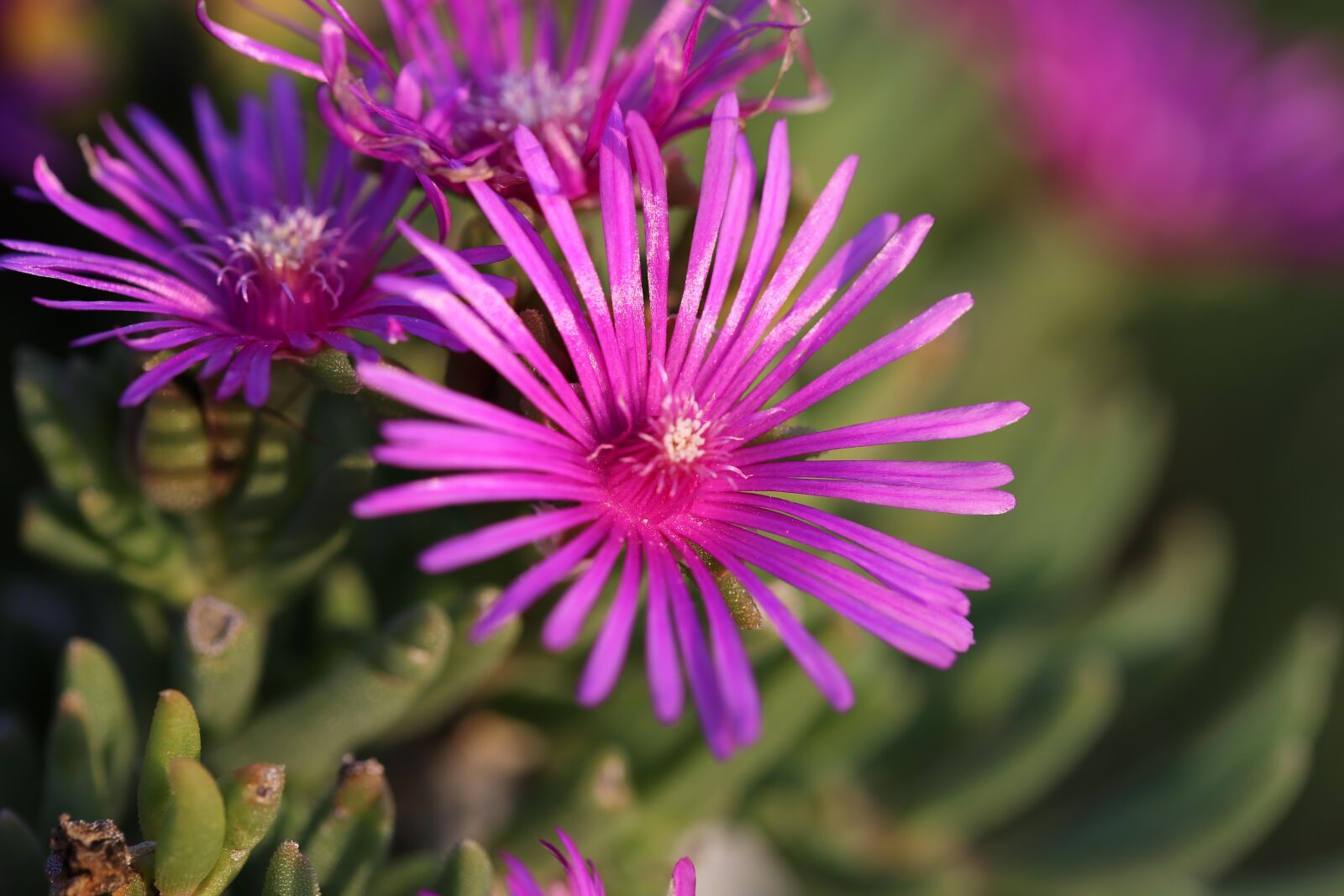 Canon EOS 6D + Canon EF 100mm F2.8 Macro USM sample photo. Aster novae angliae, rose photography