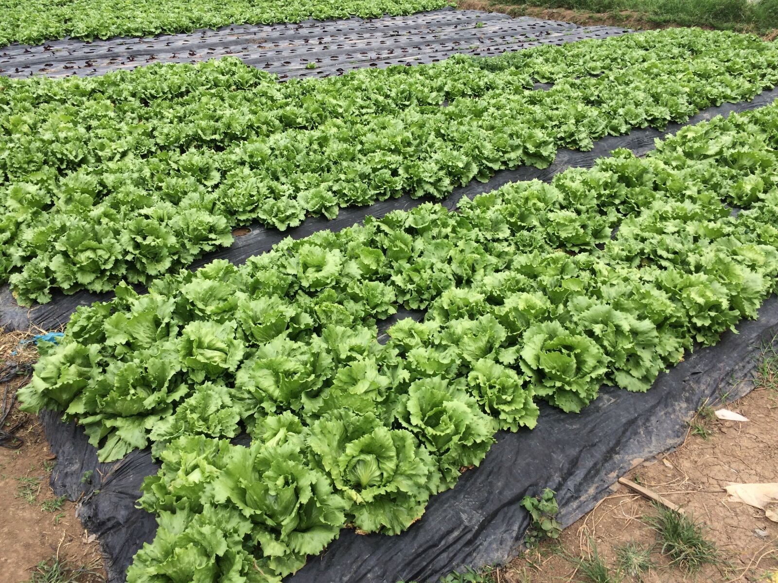 iPhone 5s back camera 4.15mm f/2.2 sample photo. Lettuce, cabbage, farm photography