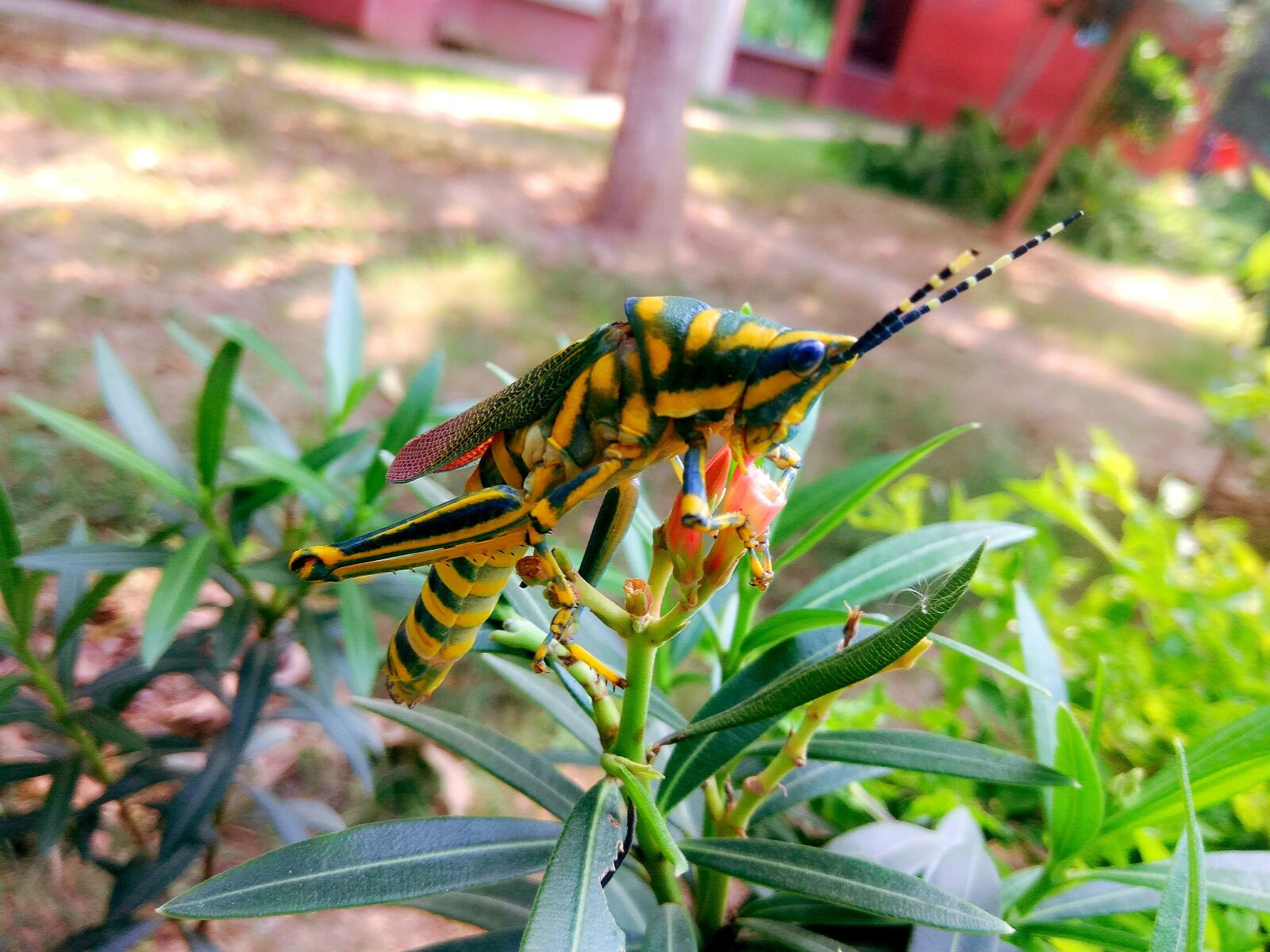 Xiaomi Redmi Note3 sample photo. Grasshopper, bug, insect photography