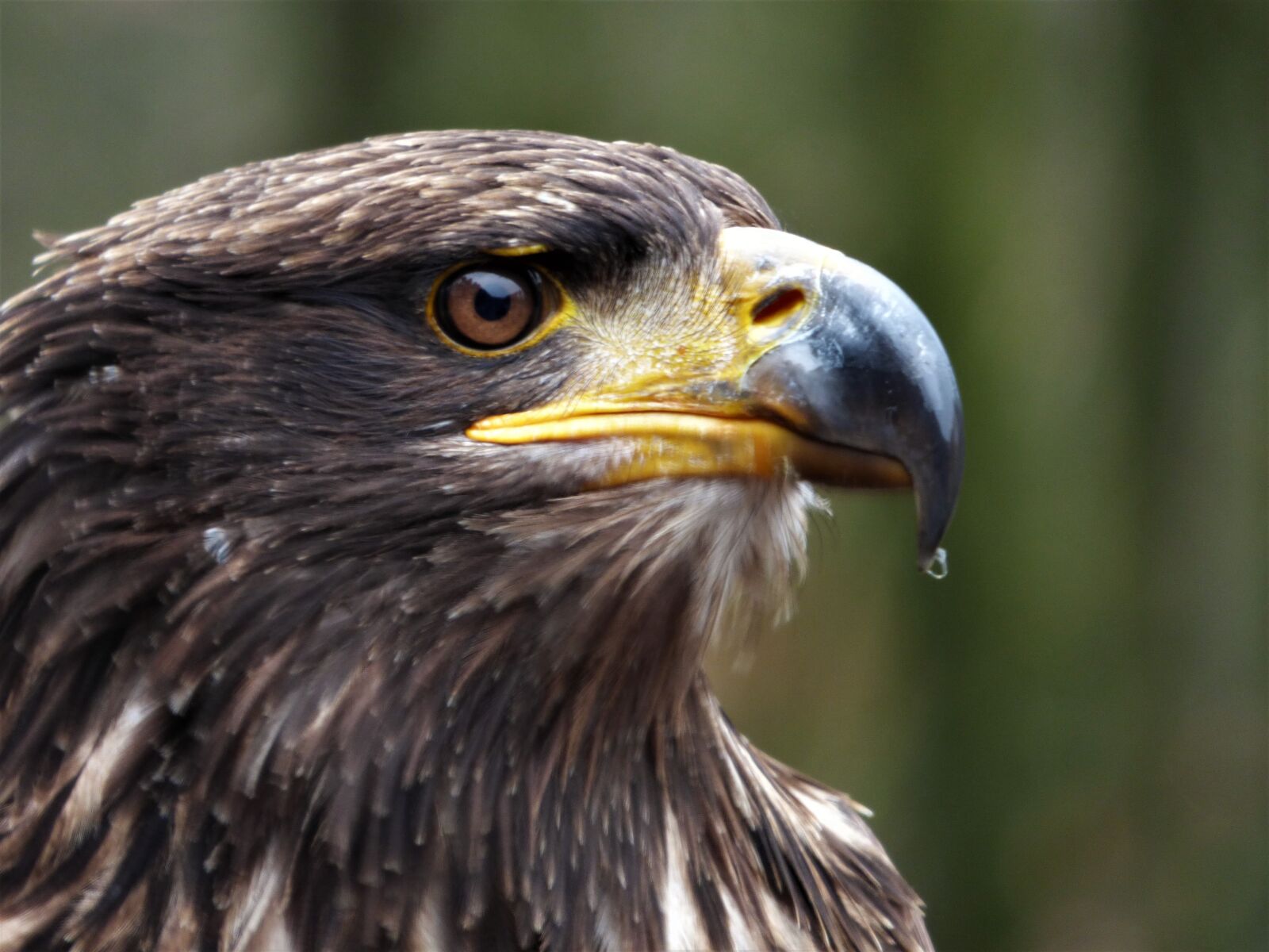 Panasonic DMC-FZ72 sample photo. Steppe eagle, eye, bird photography