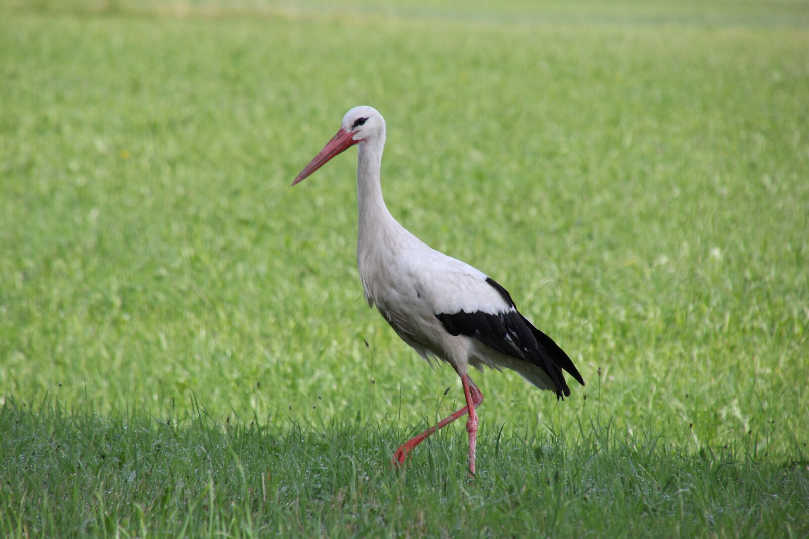 Canon EOS 60D sample photo. Nature, animals, birds stork photography